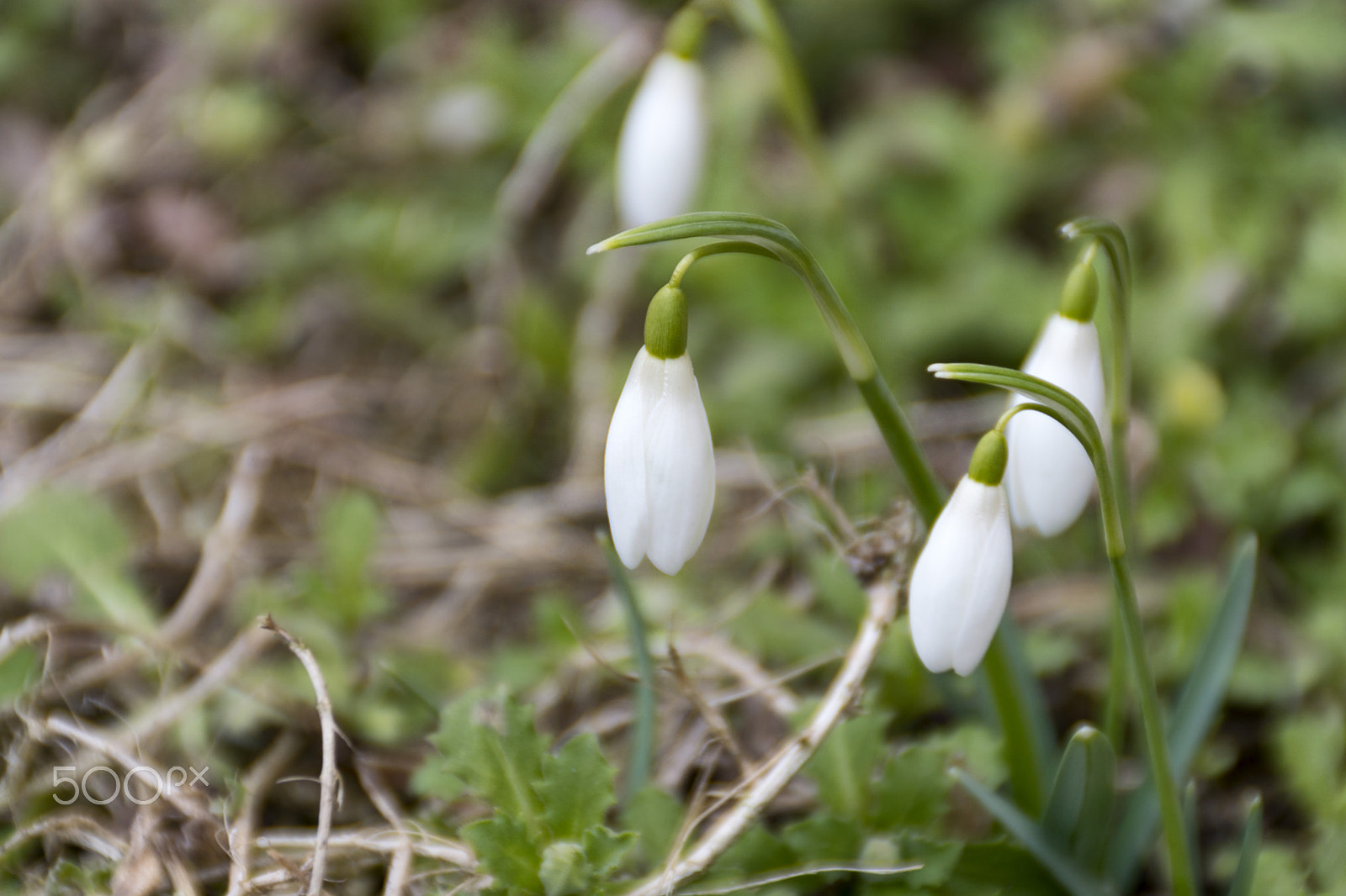 Sony DT 18-200mm F3.5-6.3 sample photo. Spring is that you? photography