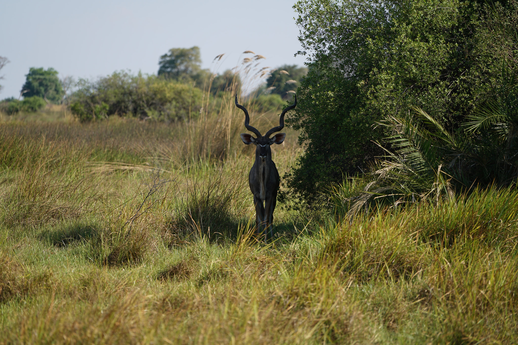 Sony a7R II + Sony FE 70-200mm F4 G OSS sample photo. A spot of shade photography