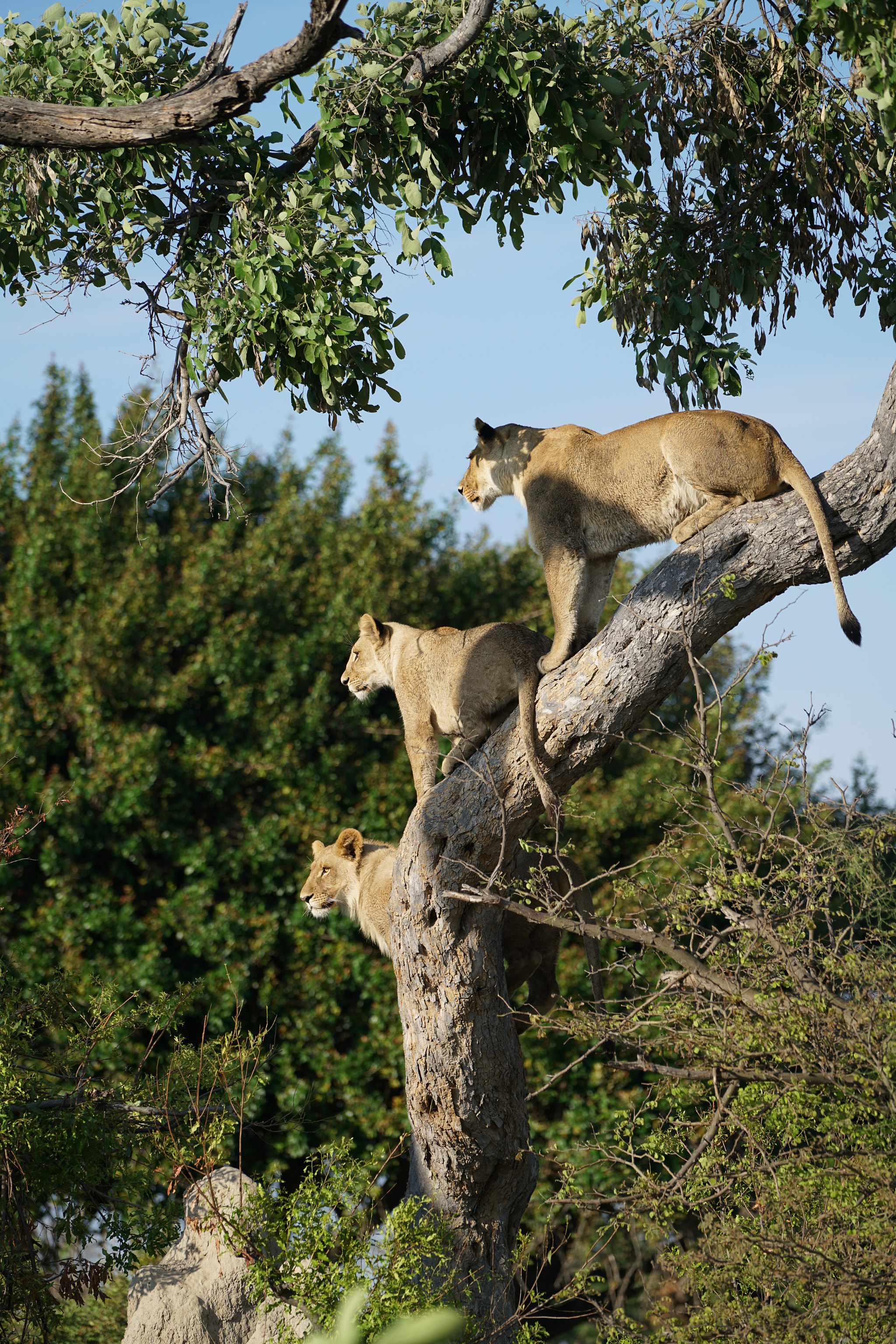 Sony FE 70-200mm F4 G OSS sample photo. Lions in a tree photography