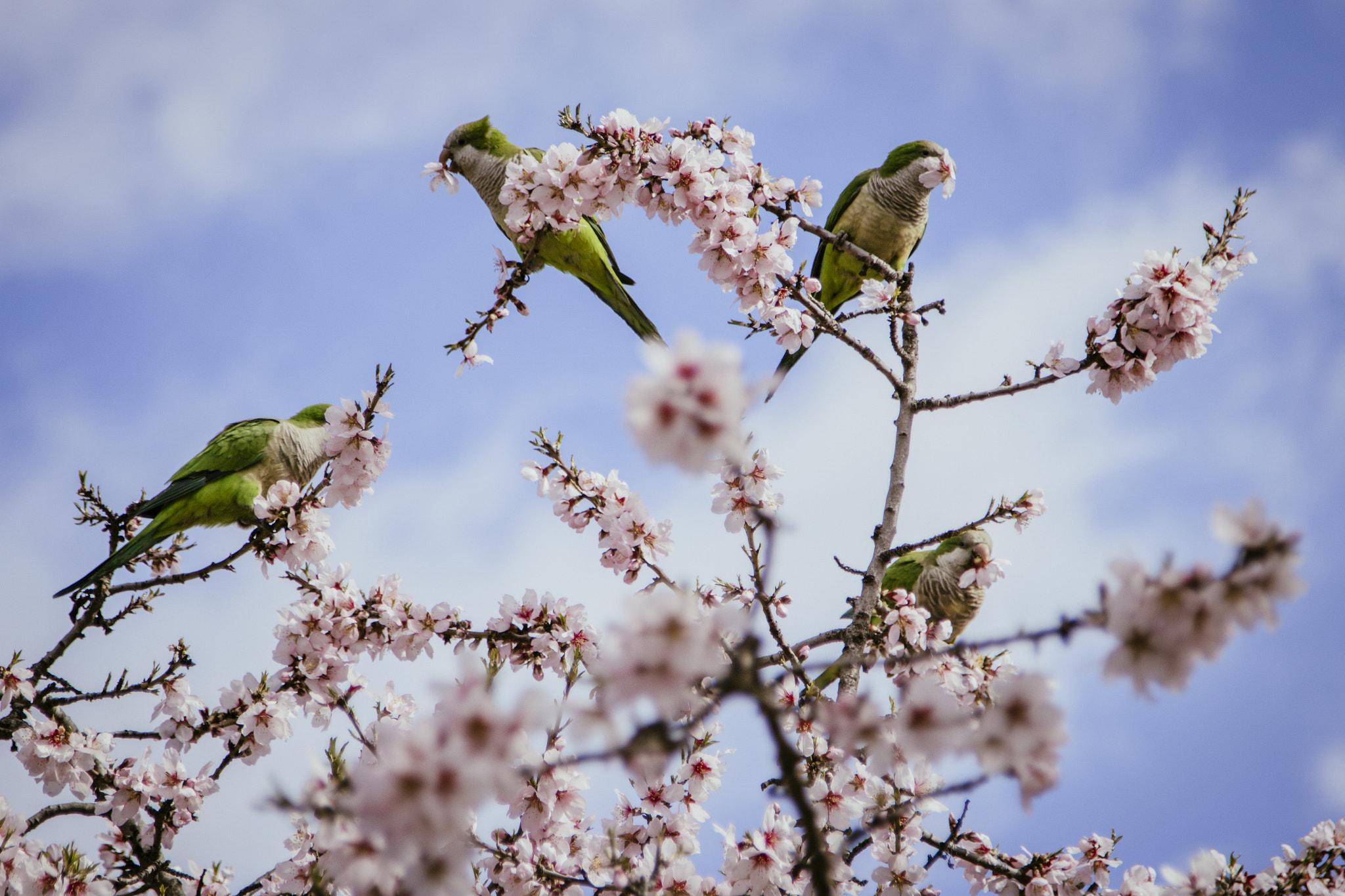 Canon EOS 750D (EOS Rebel T6i / EOS Kiss X8i) + Canon EF 24-105mm F4L IS USM sample photo. Almendros en flor photography