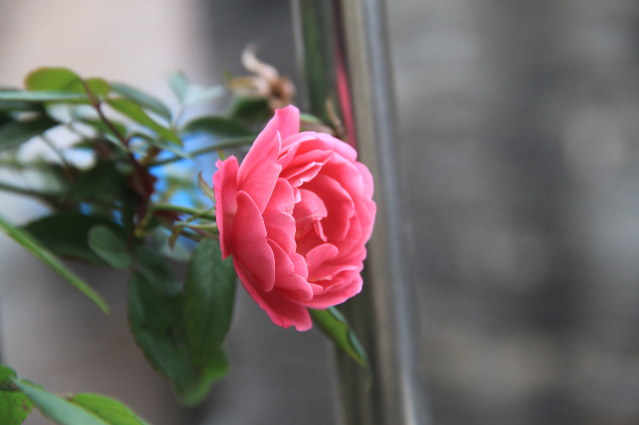 Canon EF-S 18-135mm F3.5-5.6 IS sample photo. Img photography