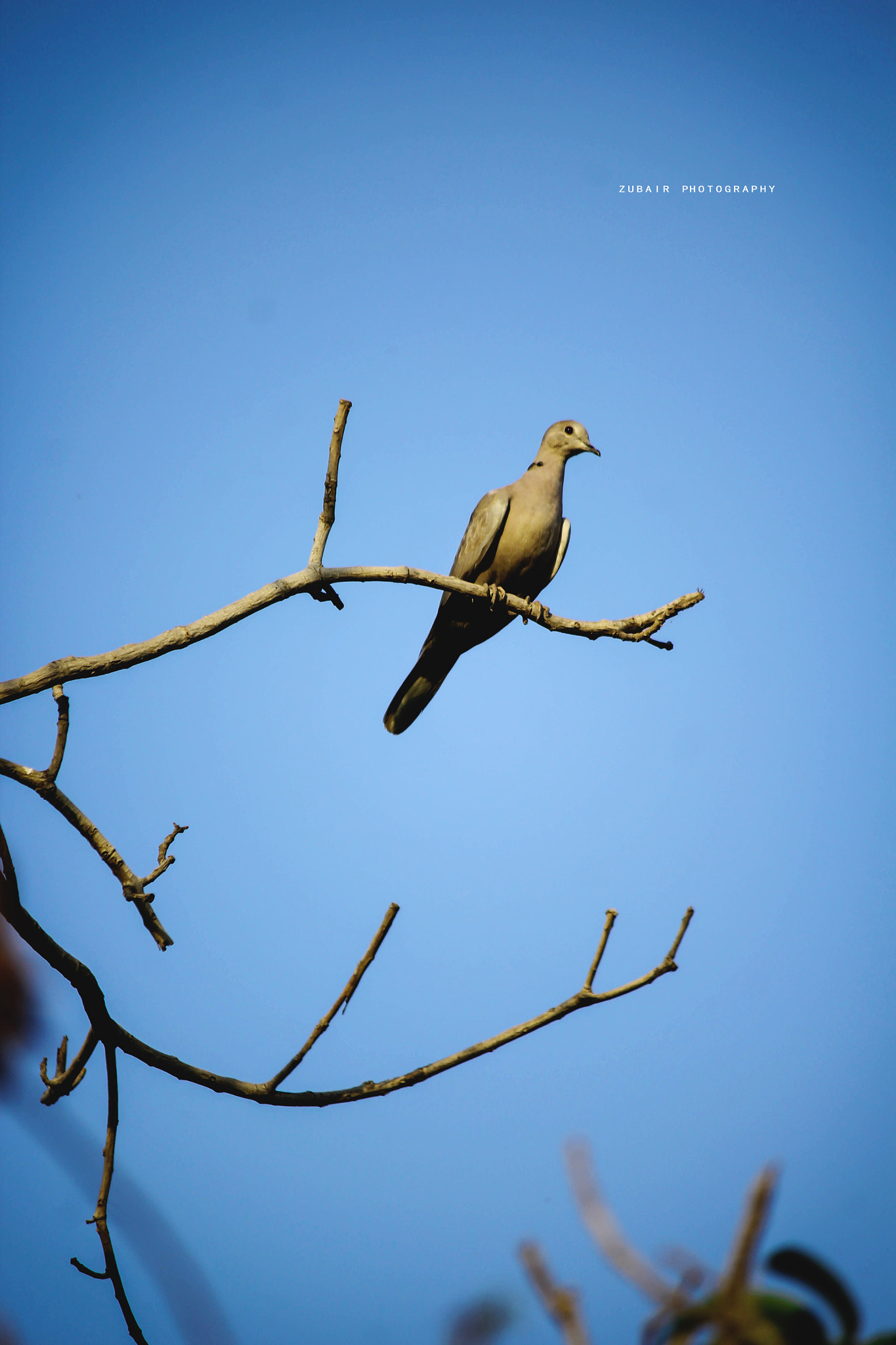 Canon EF-S 55-250mm F4-5.6 IS sample photo. Dove photography