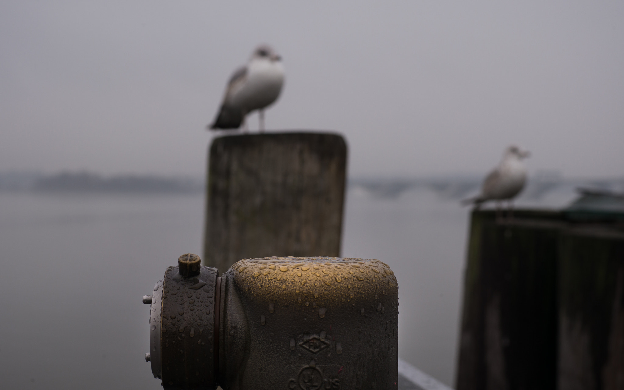 Leica Summilux-M 50mm F1.4 ASPH sample photo. Sweating at the pier . photography