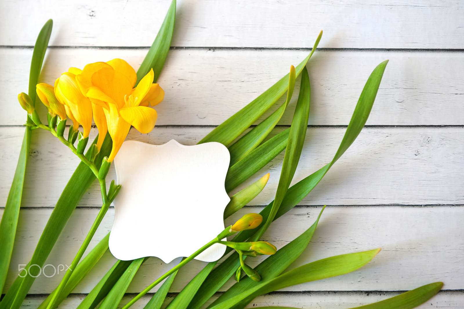 Nikon D700 sample photo. Spring grass and yellow flowers with buds with card on wood background photography