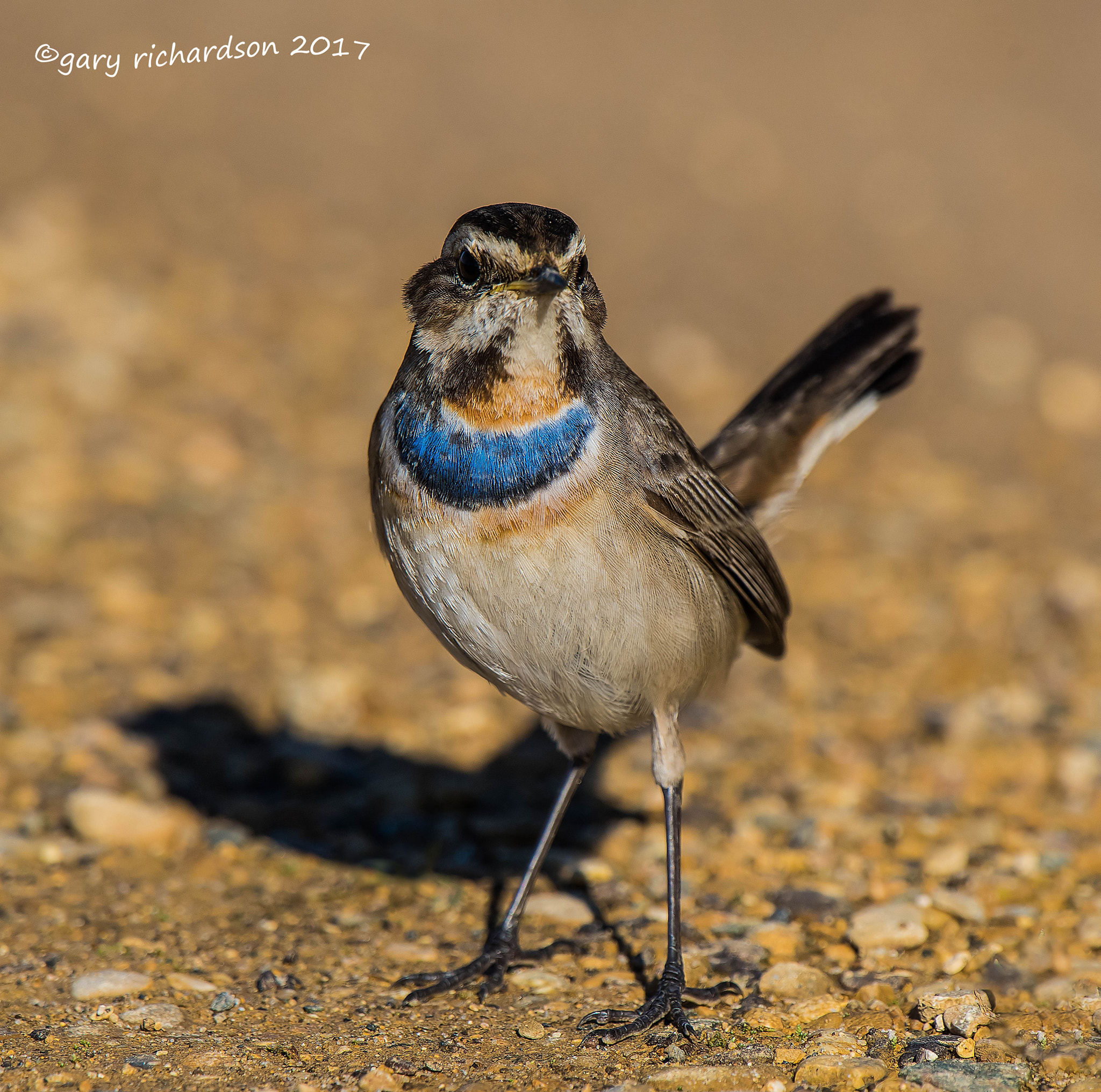 Nikon D810 + Nikon AF-S Nikkor 500mm F4G ED VR sample photo. Bluethroat photography