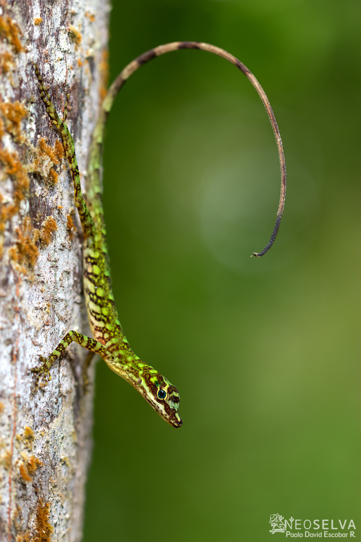 Canon EF 100mm F2.8L Macro IS USM sample photo. Neoselva_the_banded_anole_anolis_fasciatus photography