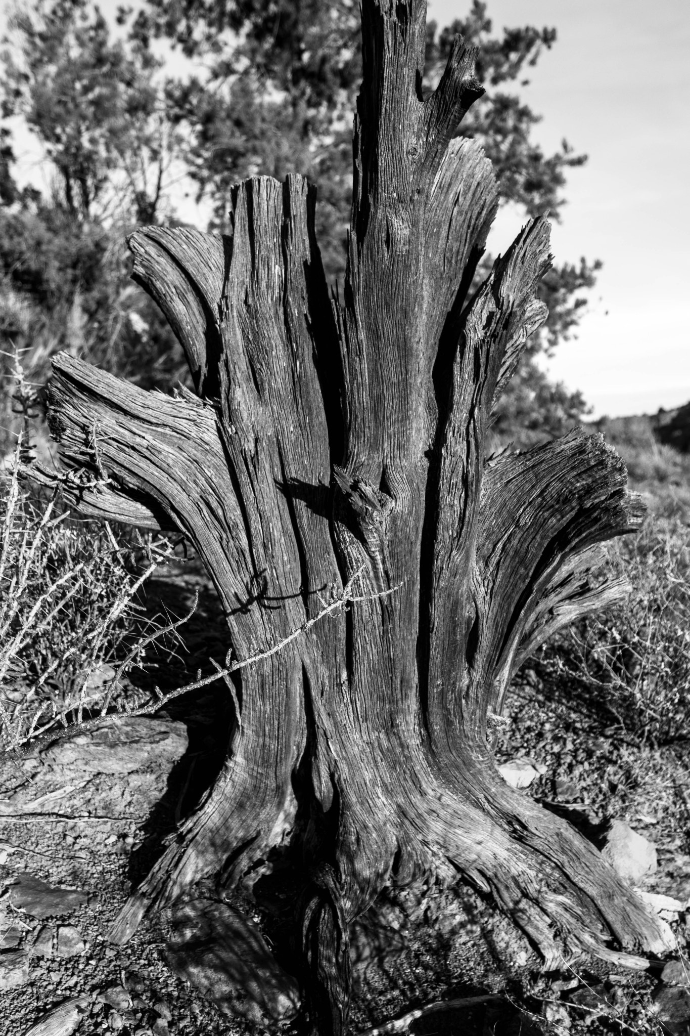 Canon EF 17-40mm F4L USM sample photo. This dead juniper tree caught my eye with its shad ... photography