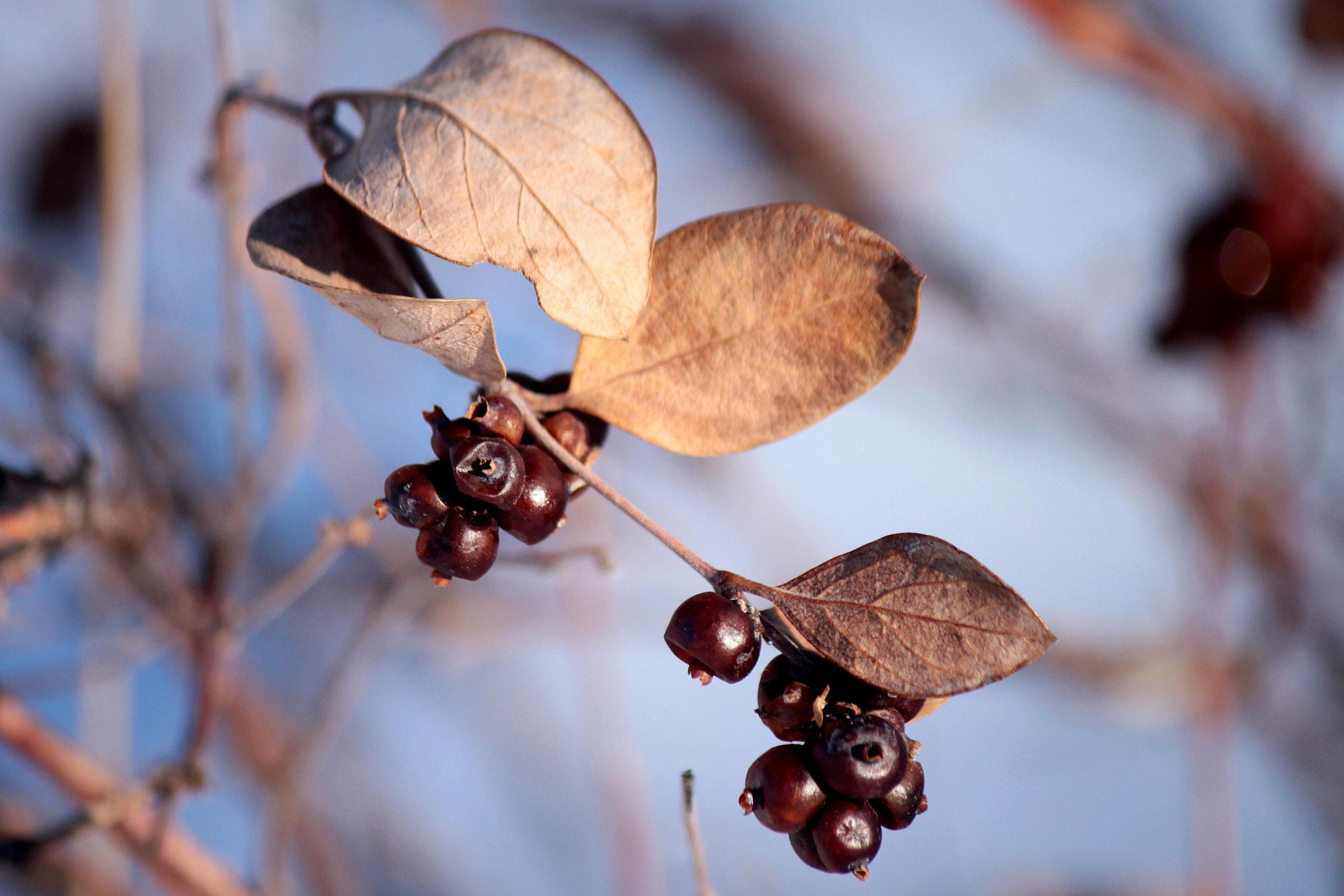 Canon EF-S 55-250mm F4-5.6 IS II sample photo. Winter berries photography