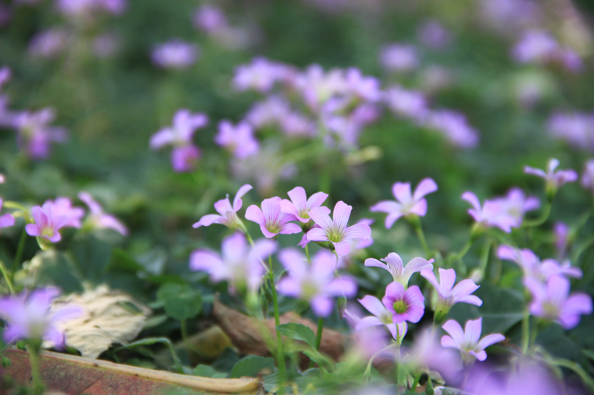 Canon EF-S 18-135mm F3.5-5.6 IS sample photo. Img photography