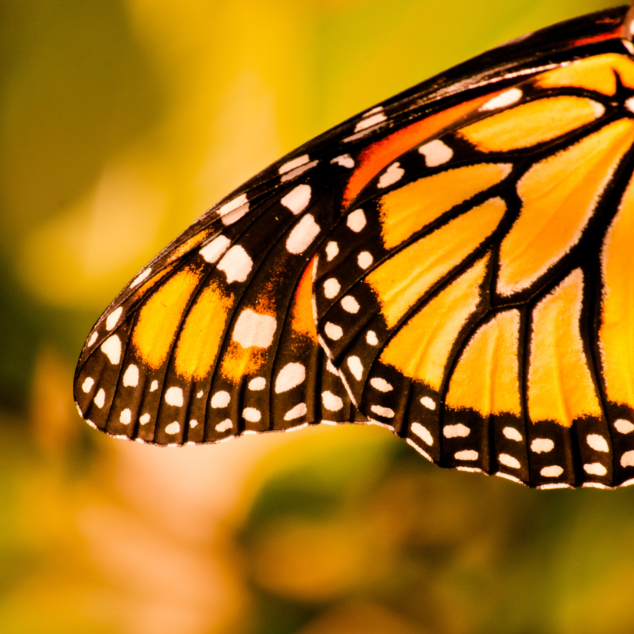 Canon EF-S 55-250mm F4-5.6 IS sample photo. Butterfly effect photography