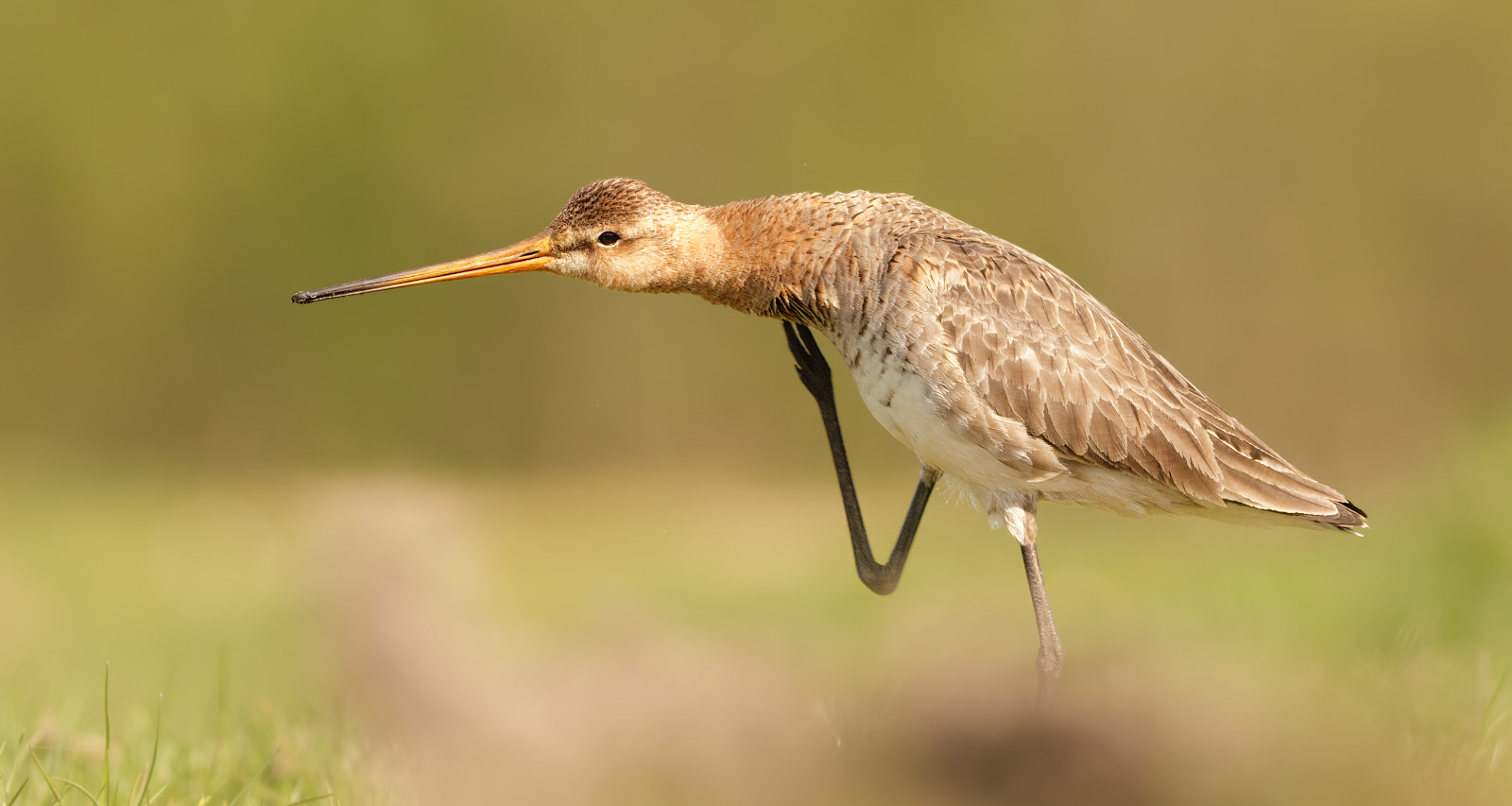 Canon EOS 5D + Canon EF 400mm F5.6L USM sample photo. Black-tailed godwit (limosa limosa) photography