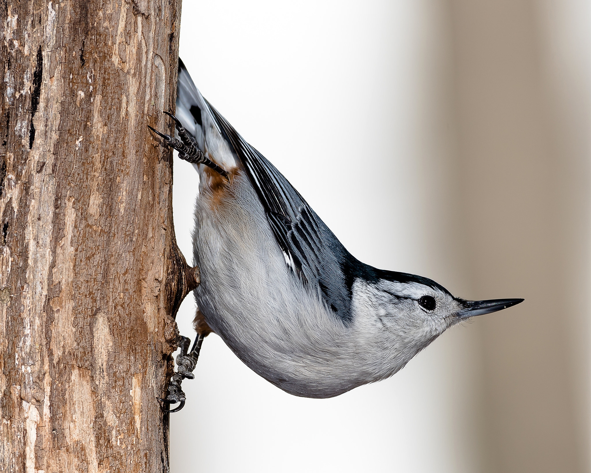 Nikon D810 + Nikon AF-S Nikkor 500mm F4D ED-IF II sample photo. White_breasted nuthatch photography