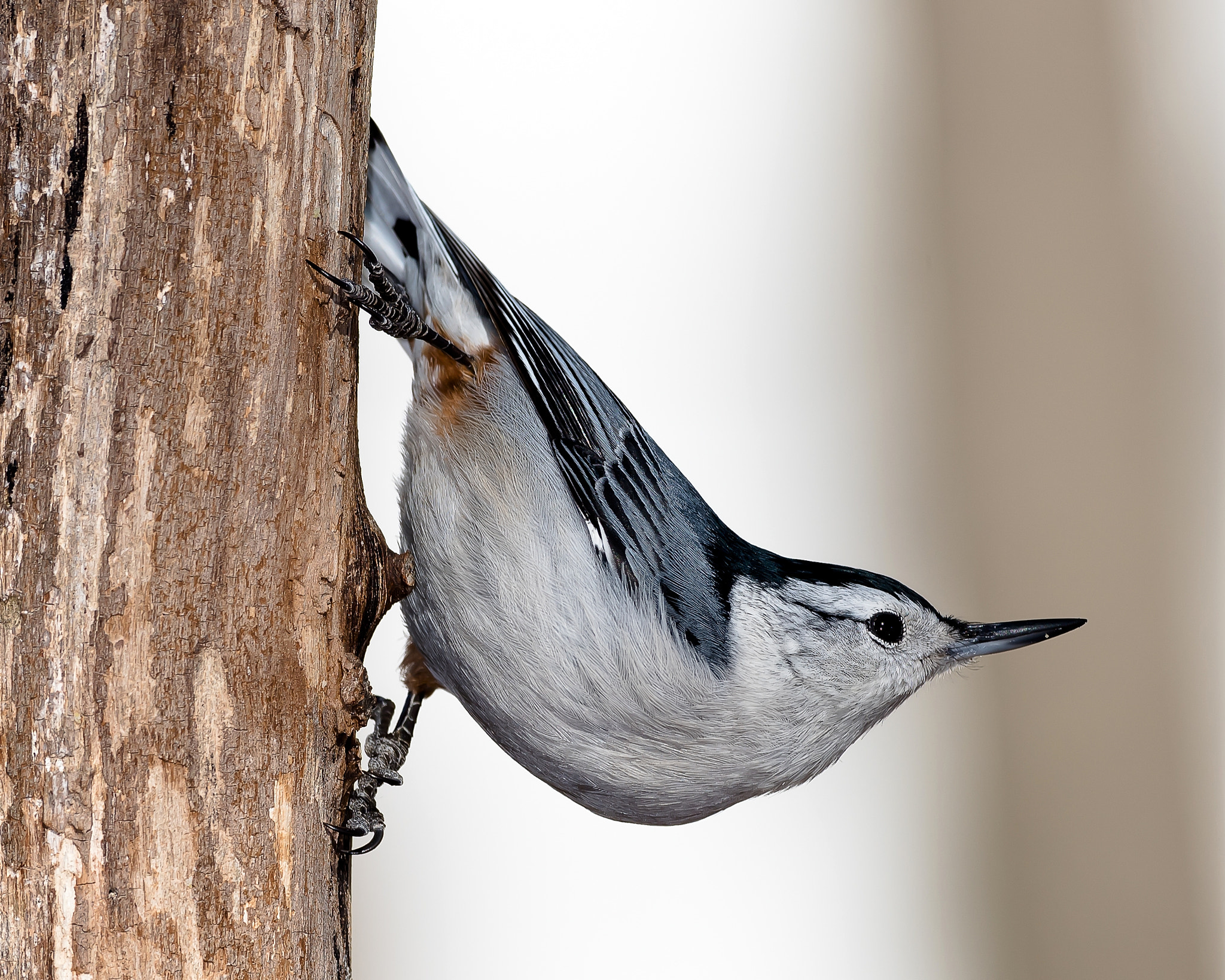 Nikon AF-S Nikkor 500mm F4D ED-IF II sample photo. White_breasted nuthatch photography