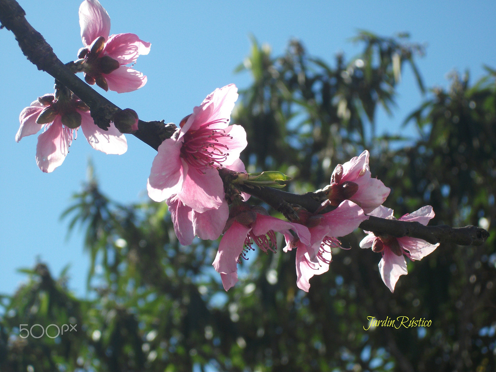 Fujifilm FinePix AV100 sample photo. Spring explosion photography