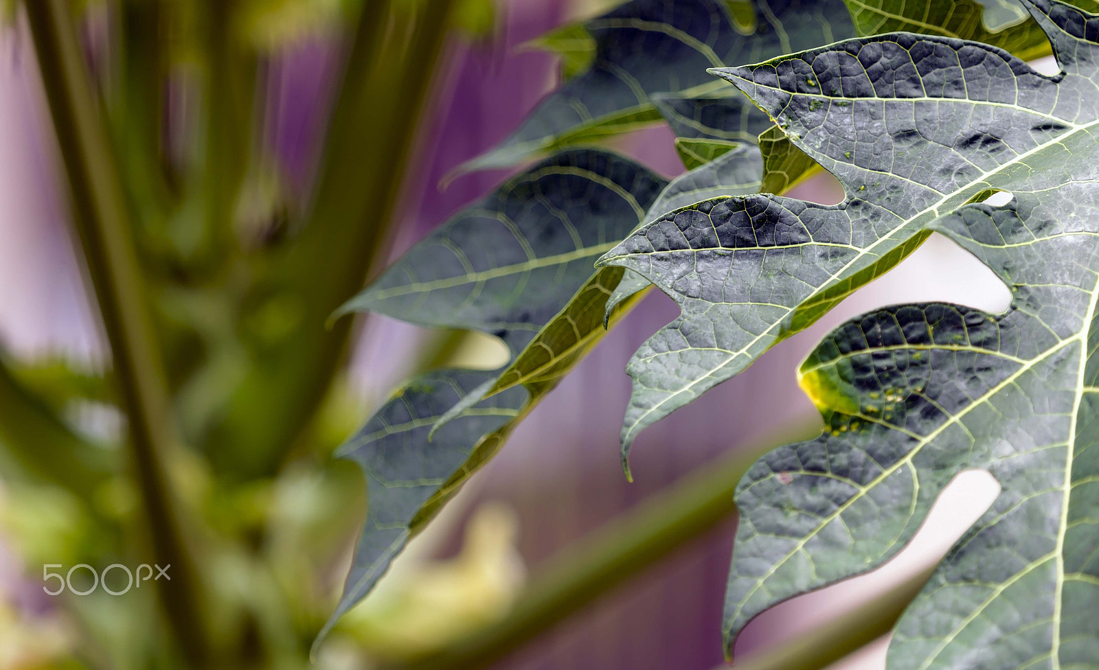 Canon EF 70-200mm F2.8L IS II USM sample photo
