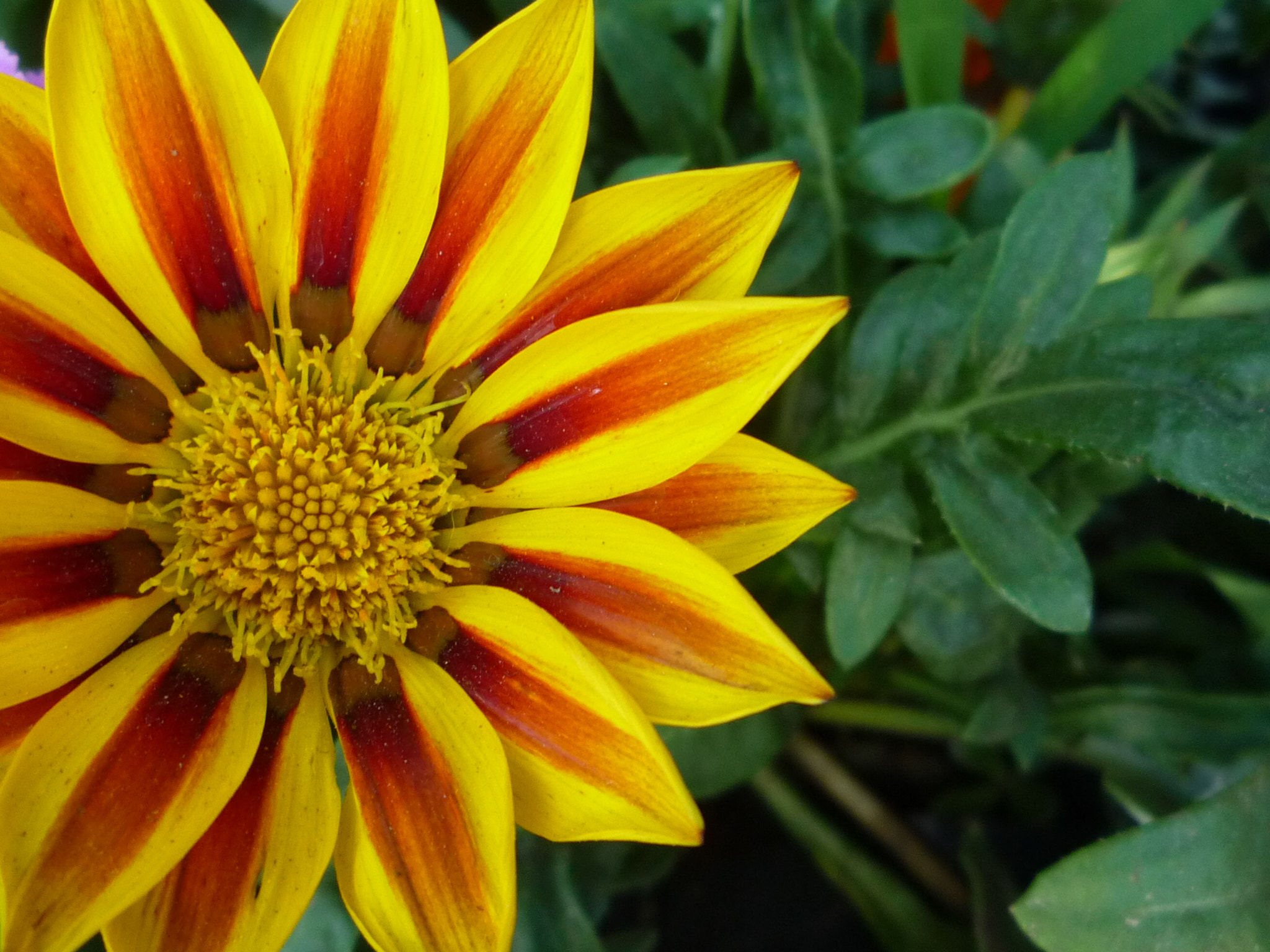 Panasonic DMC-LZ10 sample photo. Beautiful! photography