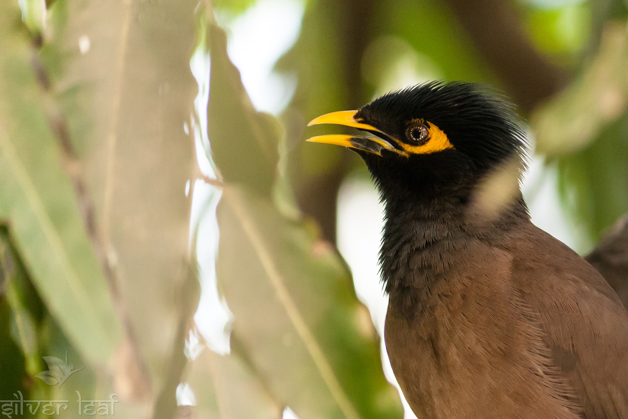 Canon EF-S 55-250mm F4-5.6 IS sample photo. Common myna photography