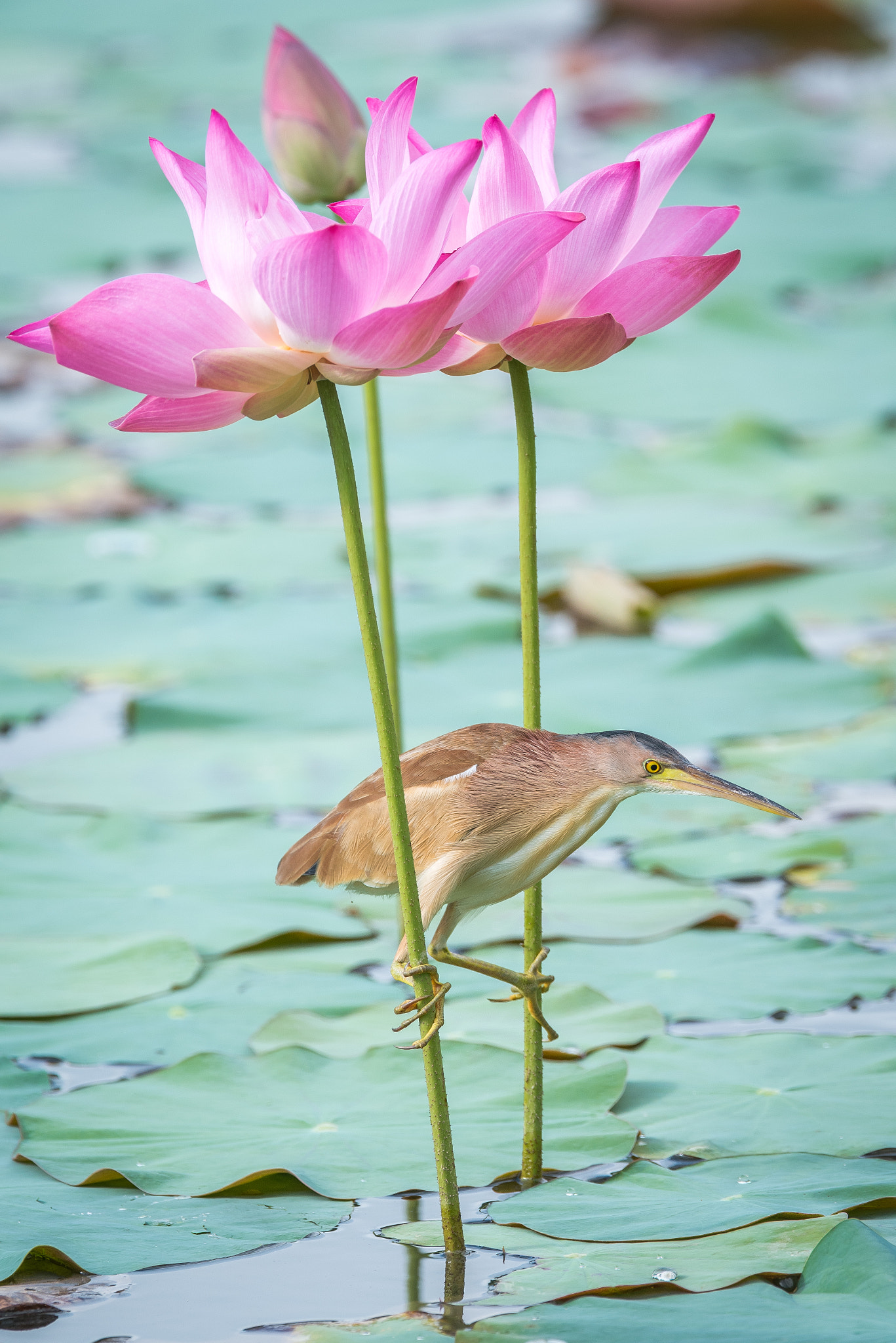 Nikon AF-S Nikkor 600mm F4E FL ED VR sample photo. Yellow bittern perch on lotus photography