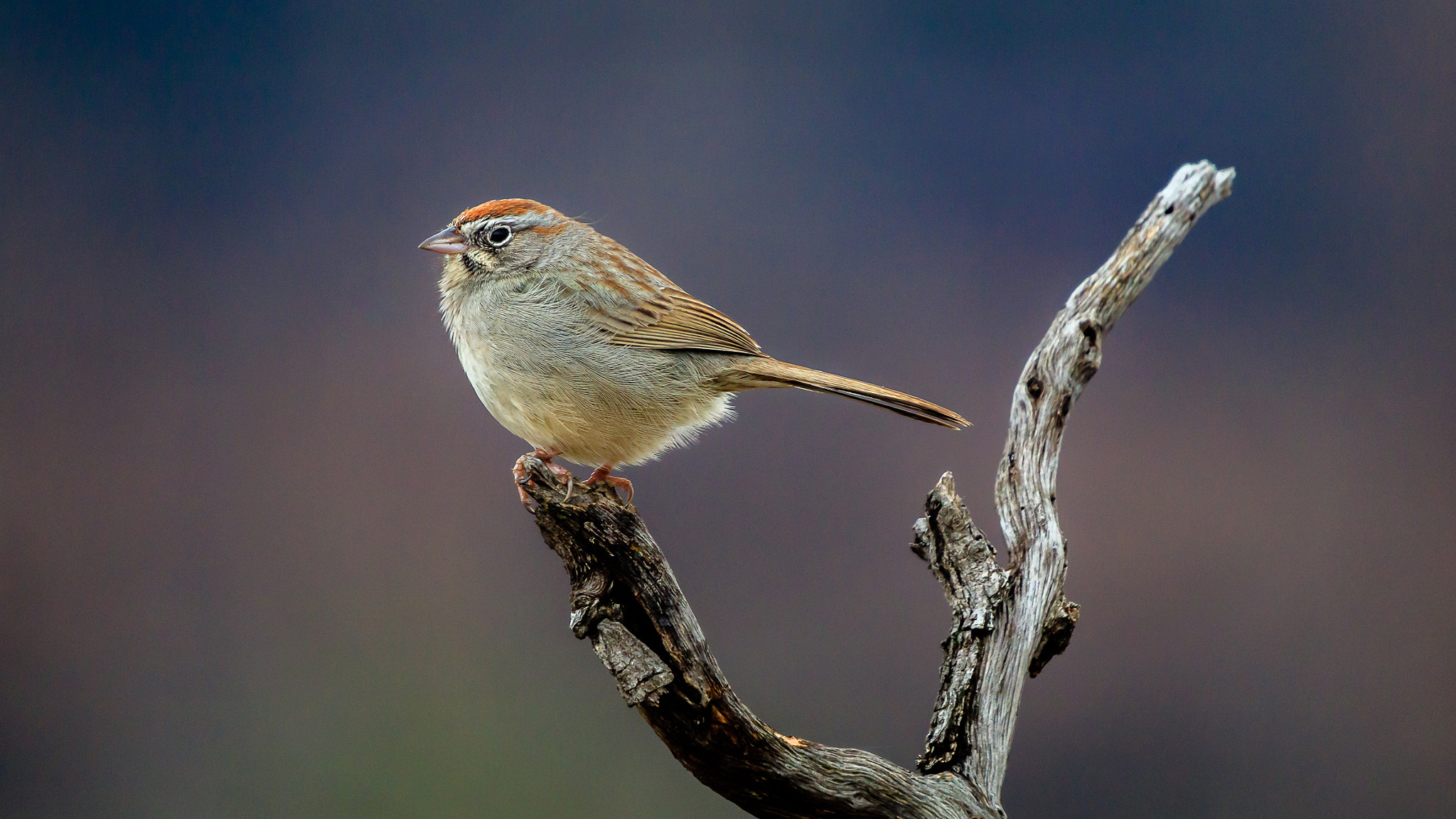 Canon EOS M3 sample photo. Chirping (actually rufous crowned) sparrow photography