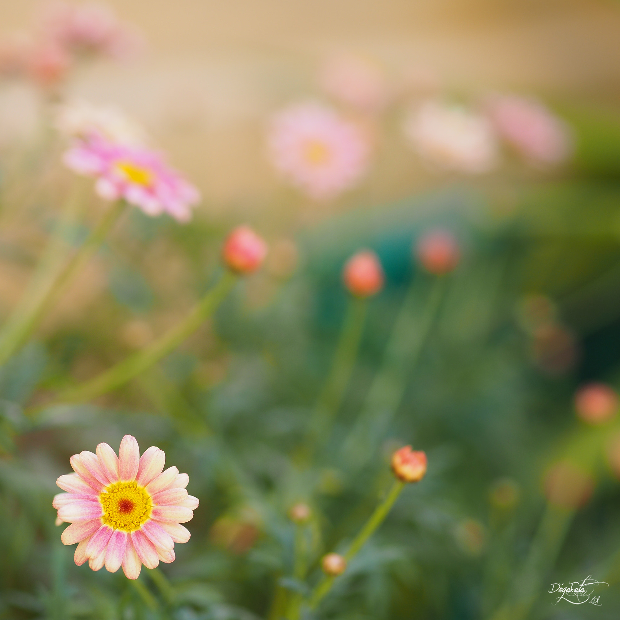 Olympus OM-D E-M10 II + Olympus M.Zuiko Digital 45mm F1.8 sample photo. Margaritas de colores photography