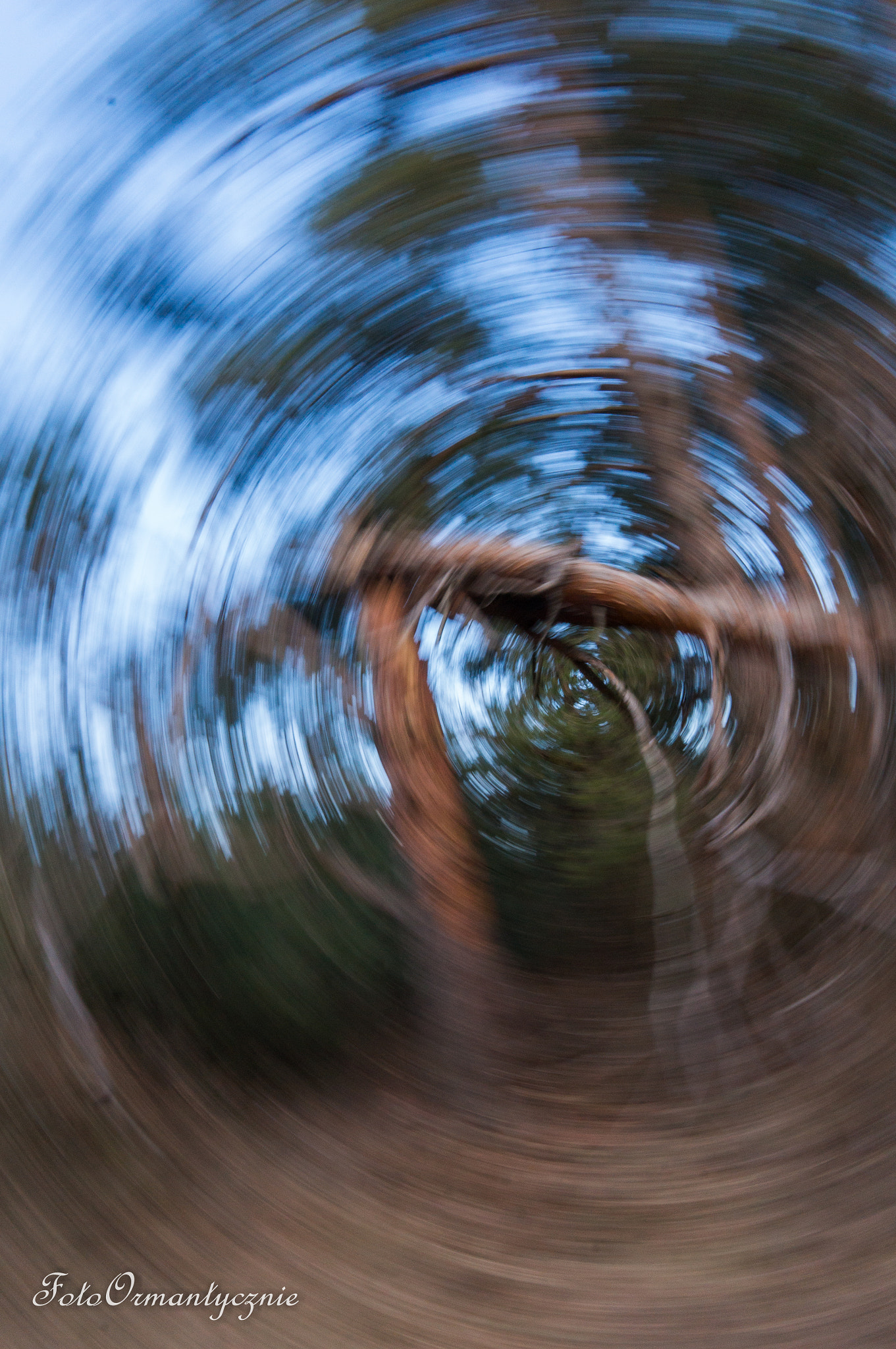 Sony Alpha NEX-3N + Sigma 19mm F2.8 EX DN sample photo. Swirling tree  photography