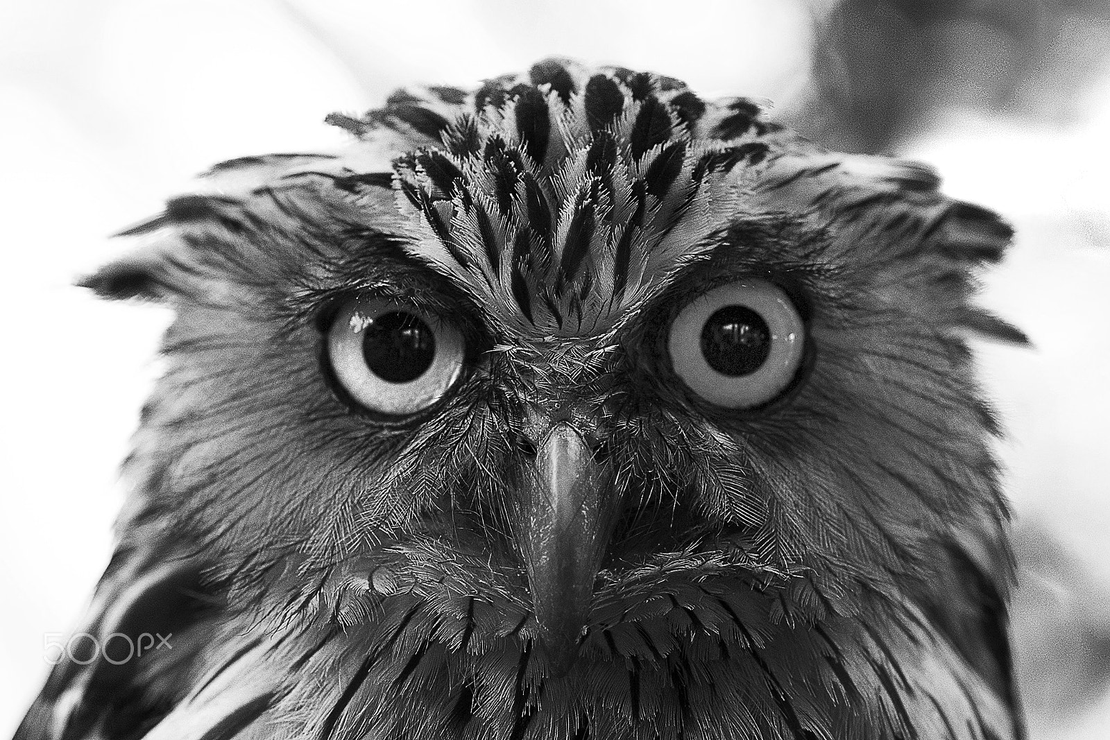 Canon EF 85mm F1.2L II USM sample photo. Owl photography