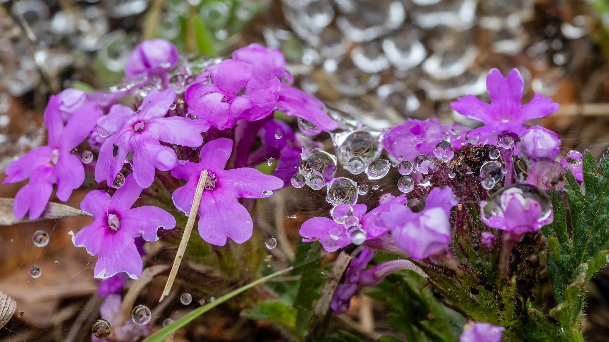 Canon EOS M3 + Tamron SP AF 90mm F2.8 Di Macro sample photo. More than dew photography