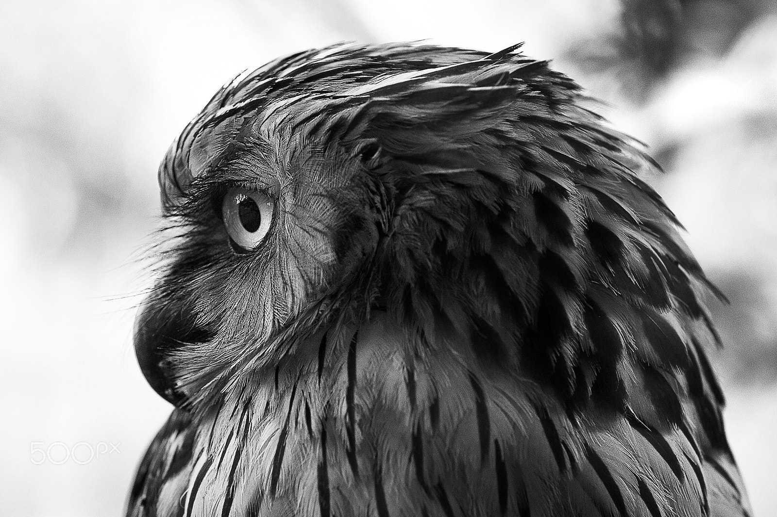 Canon EF 85mm F1.2L II USM sample photo. Owl photography
