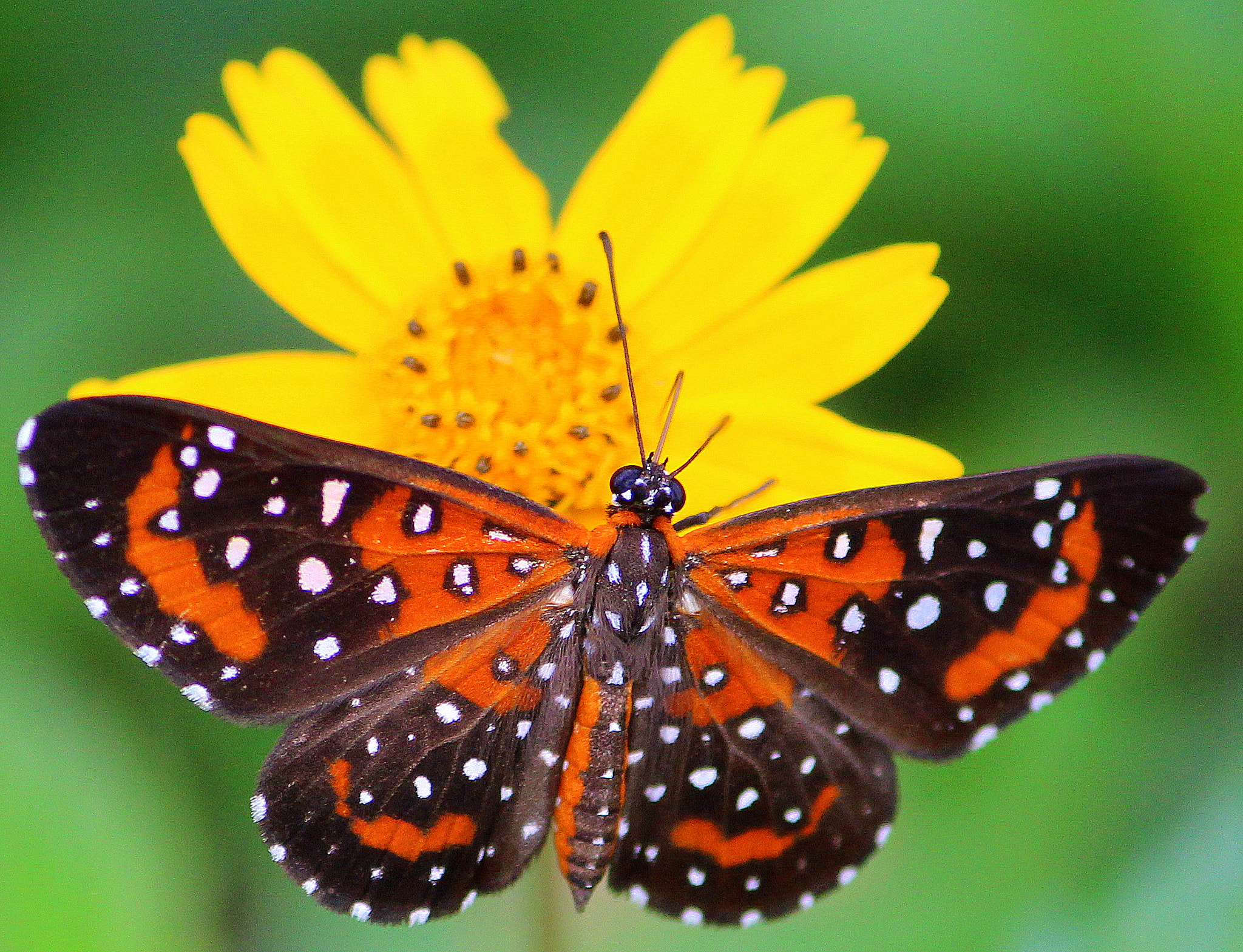 Canon EF-S 55-250mm F4-5.6 IS II sample photo. Butterfly photography