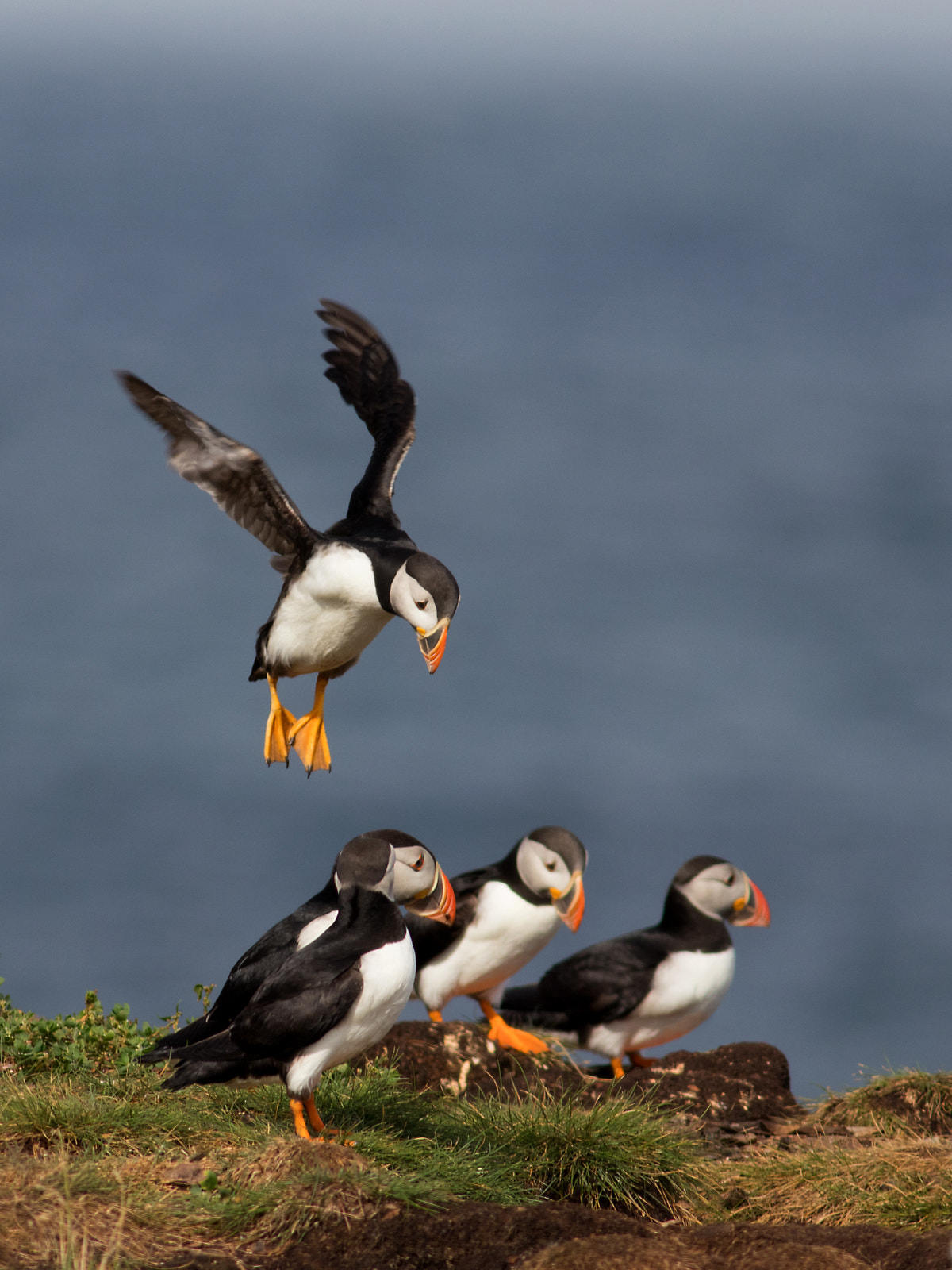 Canon EF 400mm F5.6L USM sample photo. Puffin party drop in photography