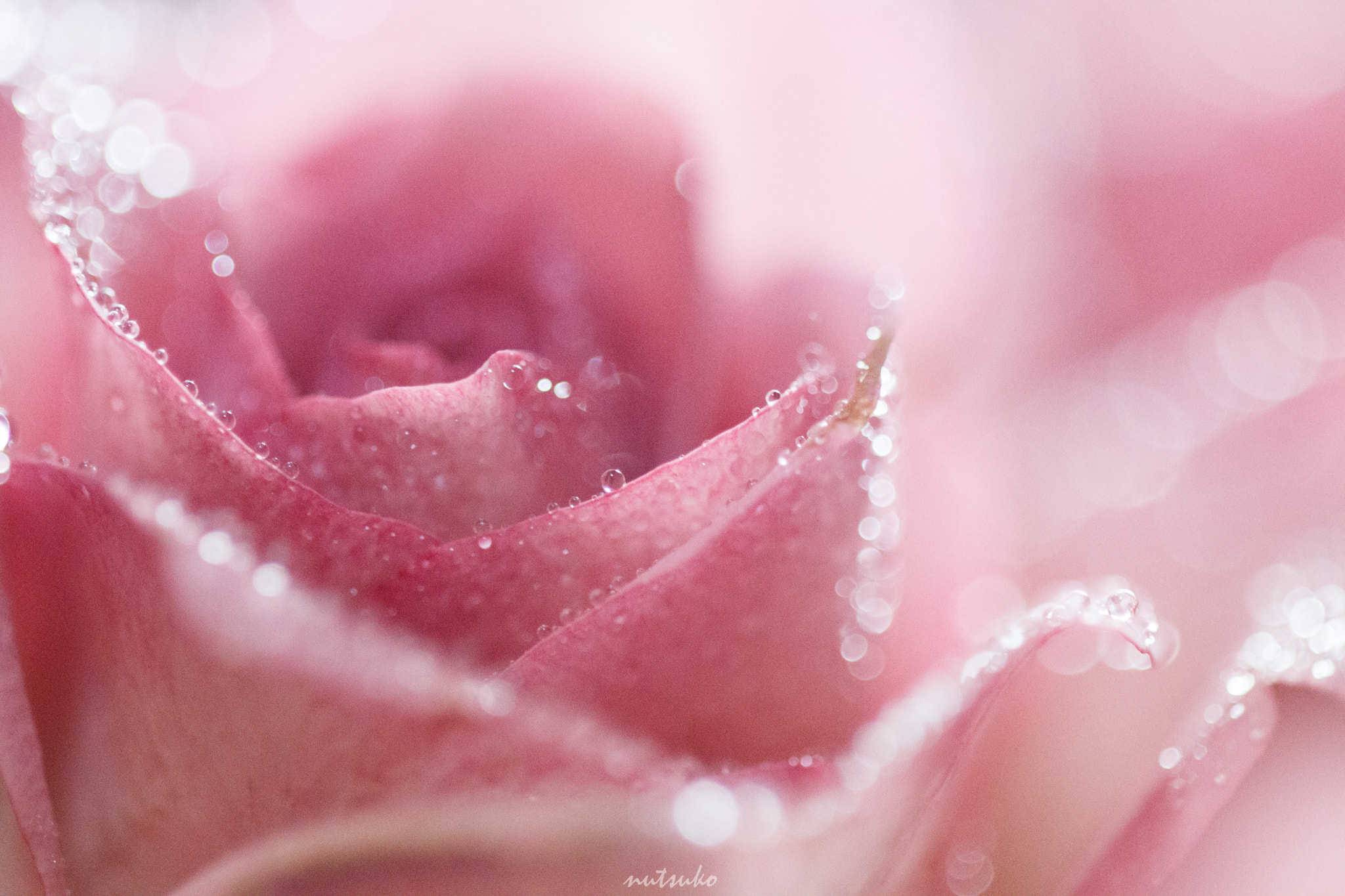 Sigma APO Macro 150mm f/2.8 EX DG HSM sample photo. Rose with waterdrops photography