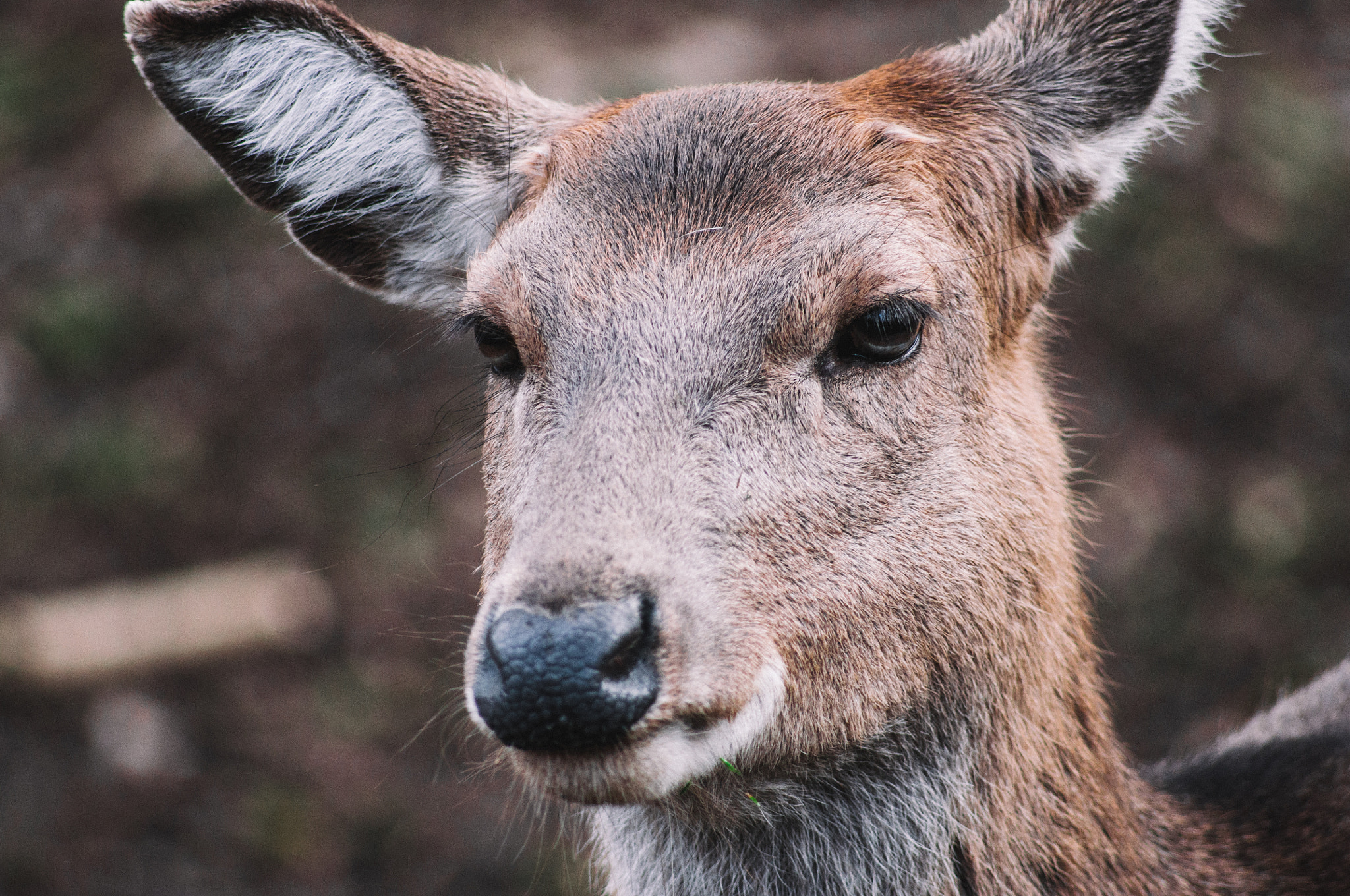 Sigma 70-300mm F4-5.6 APO DG Macro sample photo. Deer comes closer photography