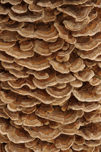 Sigma sample photo. Carpet of mushrooms photography