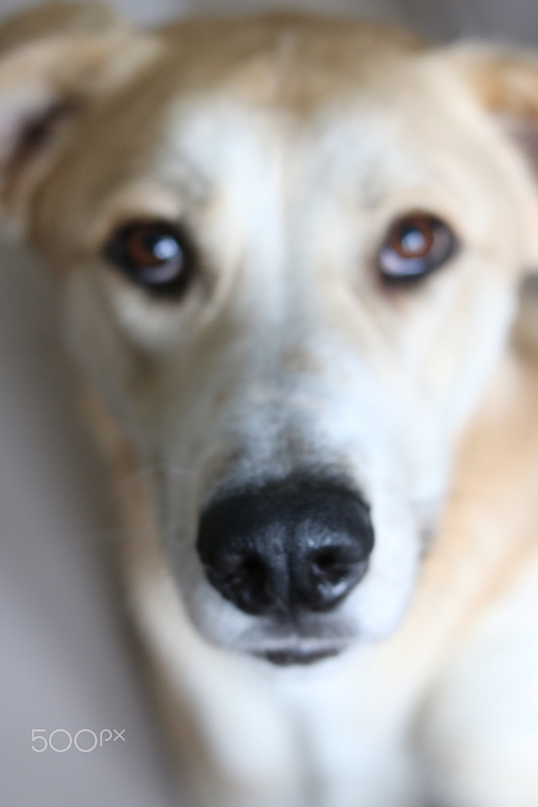 Canon EOS 760D (EOS Rebel T6s / EOS 8000D) + Canon EF 50mm F1.8 STM sample photo. Johnny photography