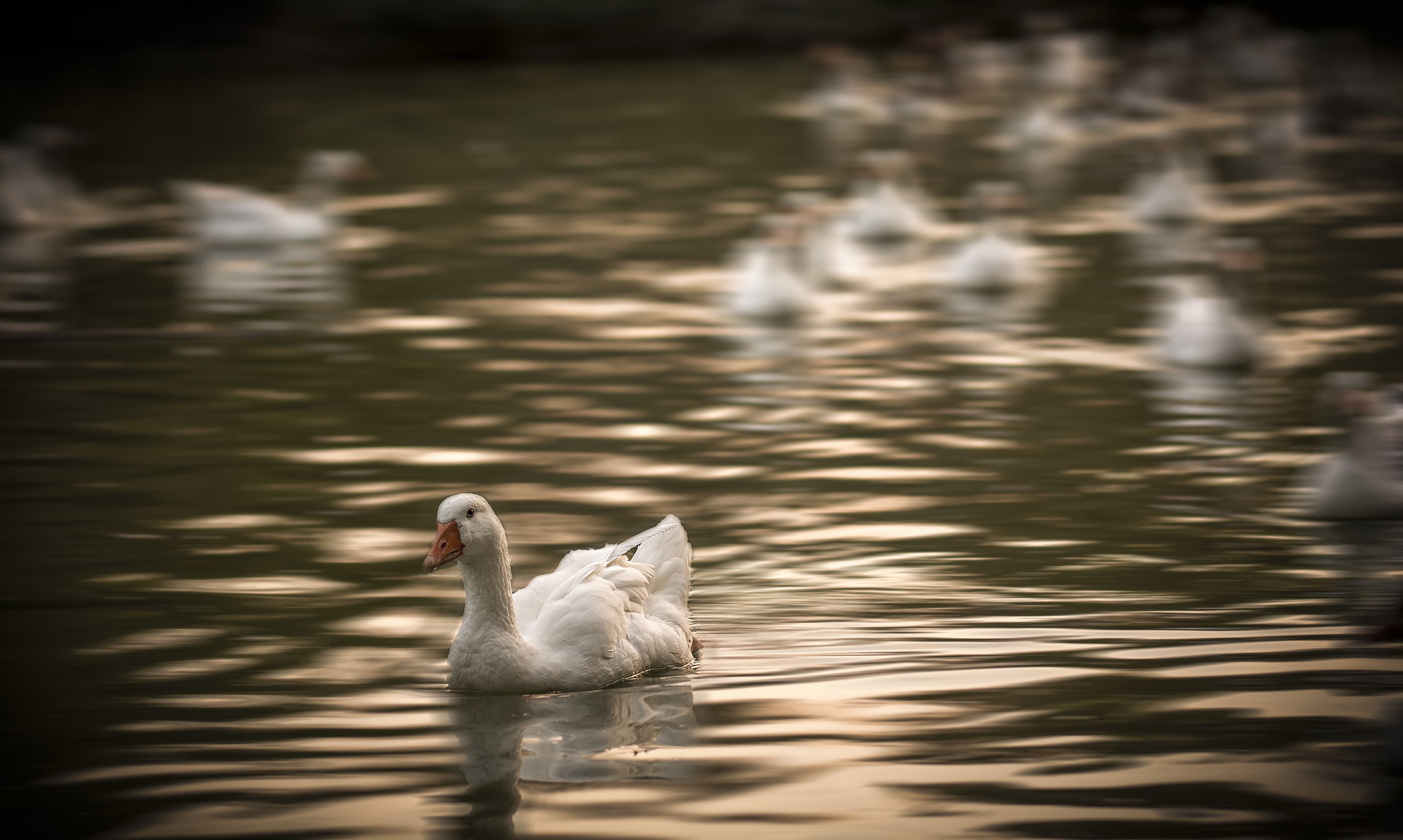 Sigma 105mm F2.8 EX DG OS HSM sample photo. Swans at bois de boulogne (paris) photography