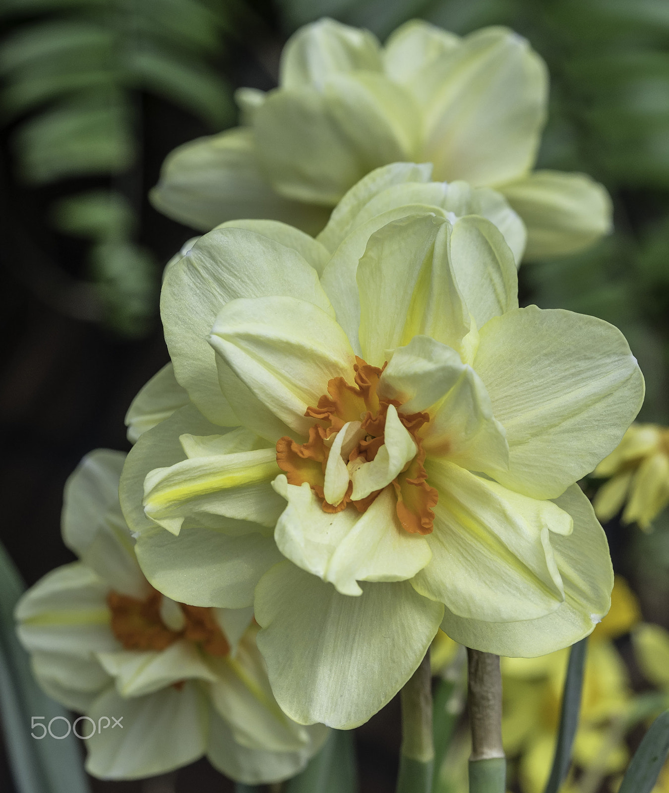 Sony a7 + Sony FE 90mm F2.8 Macro G OSS sample photo. Screaming spring photography