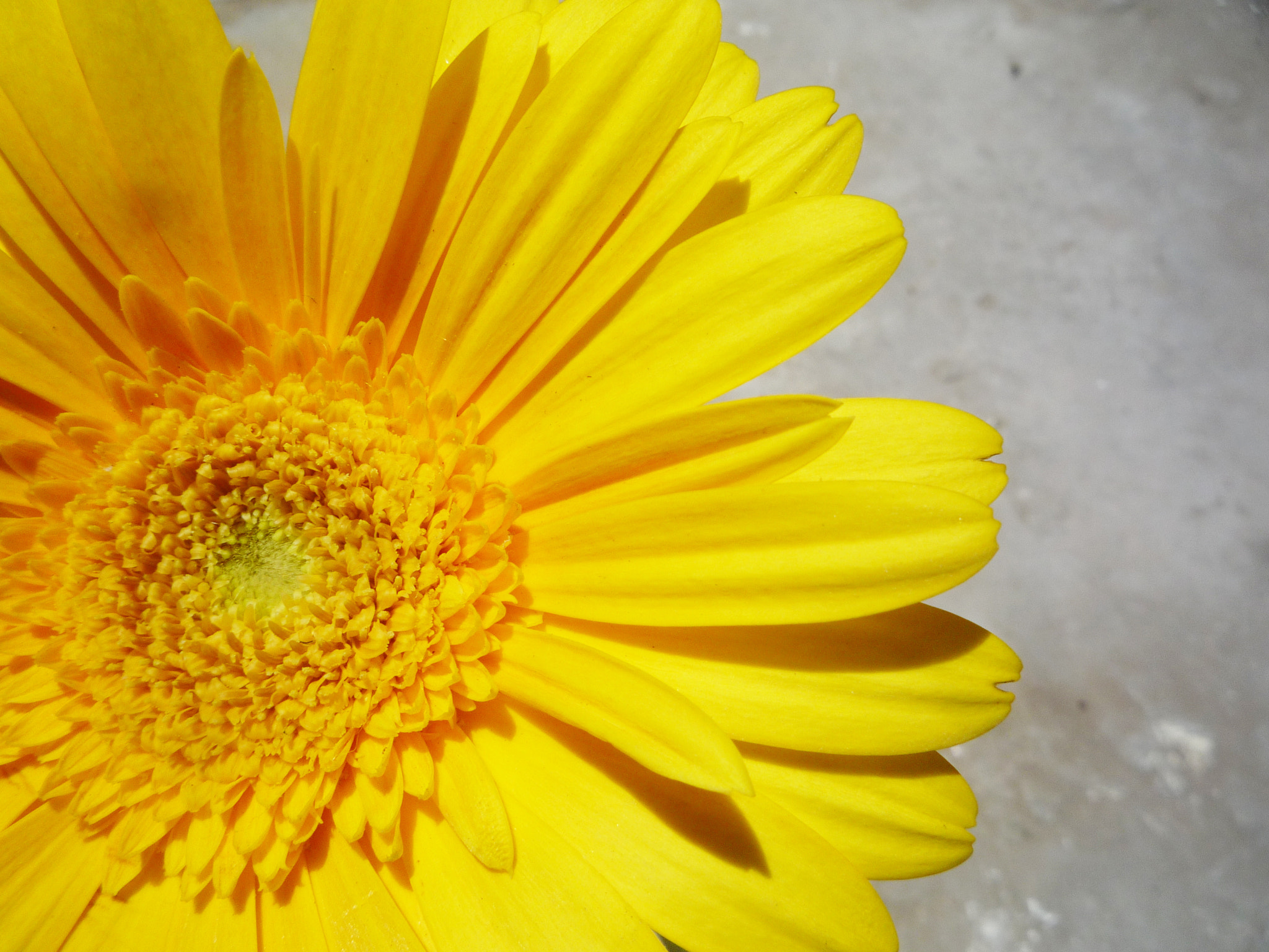 Panasonic DMC-LZ10 sample photo. Sunflower photography