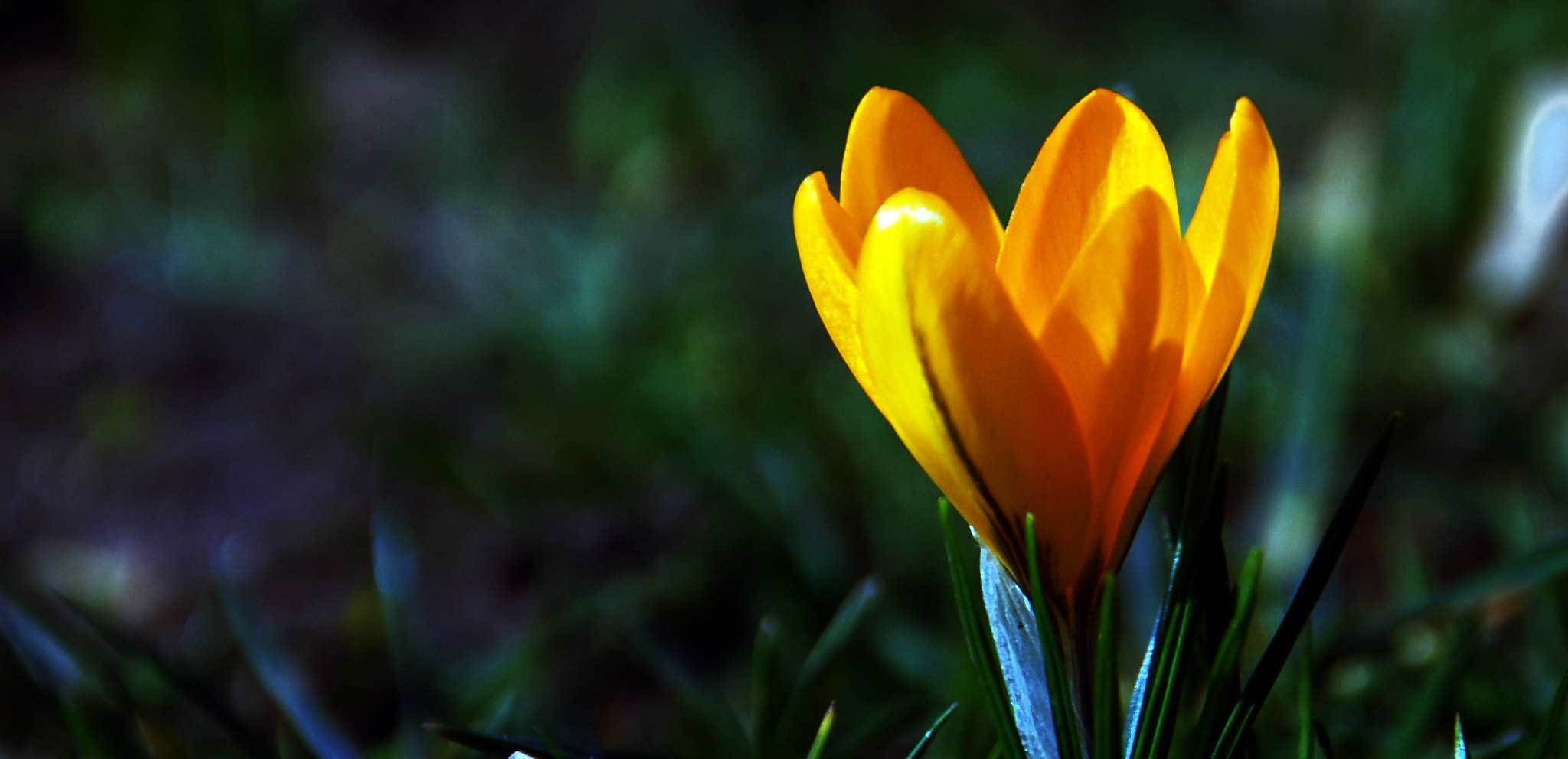 Sigma 18-250mm F3.5-6.3 DC OS HSM sample photo. Krokus photography