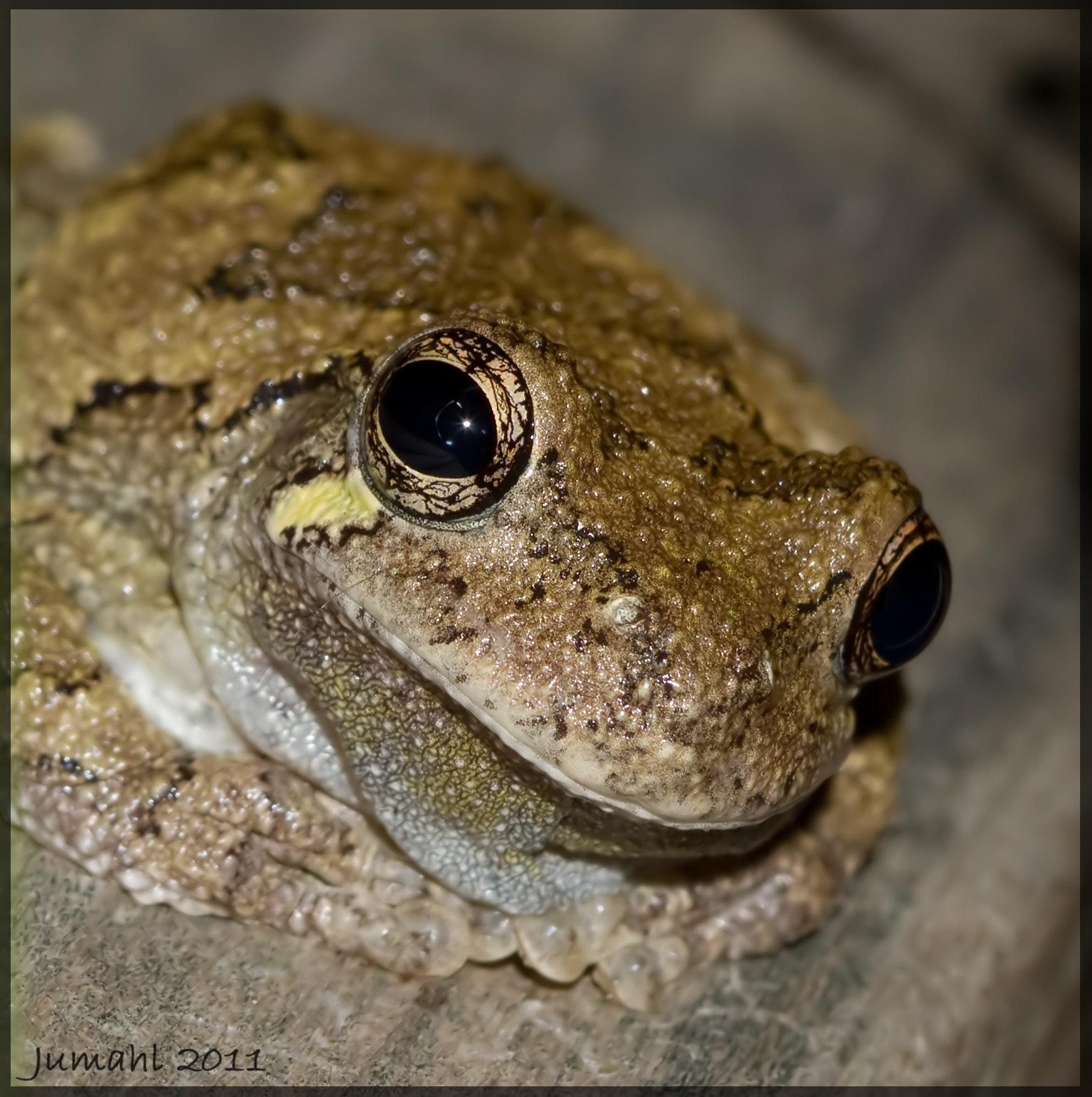 Canon EOS 7D + Canon EF 100mm F2.8 Macro USM sample photo. Ready for his closeup photography