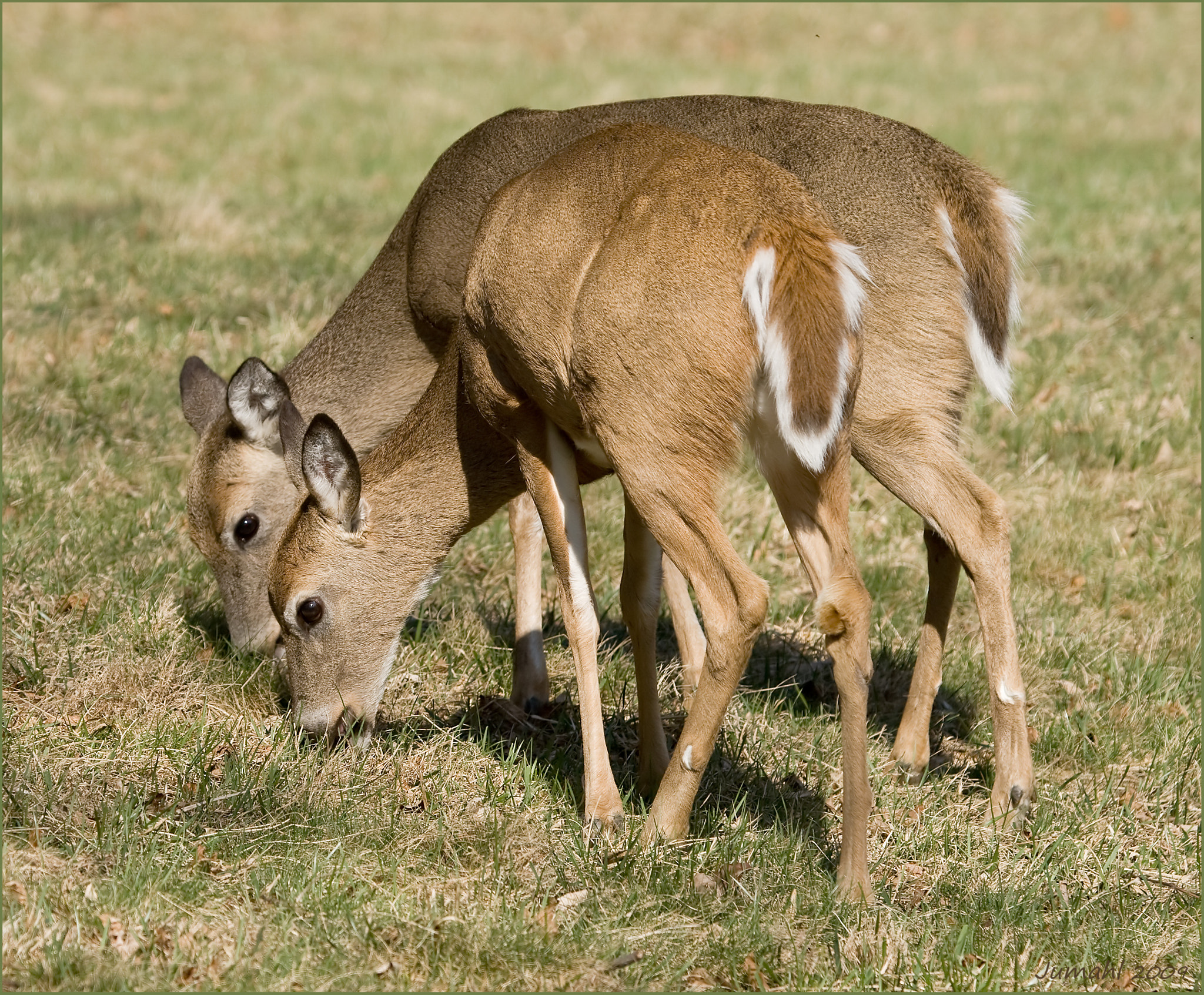 Canon EOS 400D (EOS Digital Rebel XTi / EOS Kiss Digital X) sample photo. Double deer photography