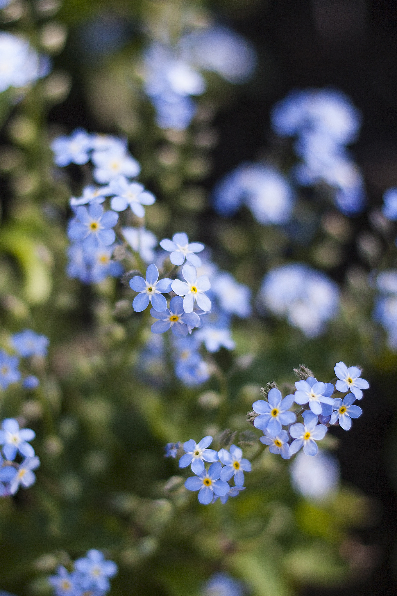 Canon EOS 30D + Canon EF 50mm f/1.8 sample photo. Forget-me-not photography