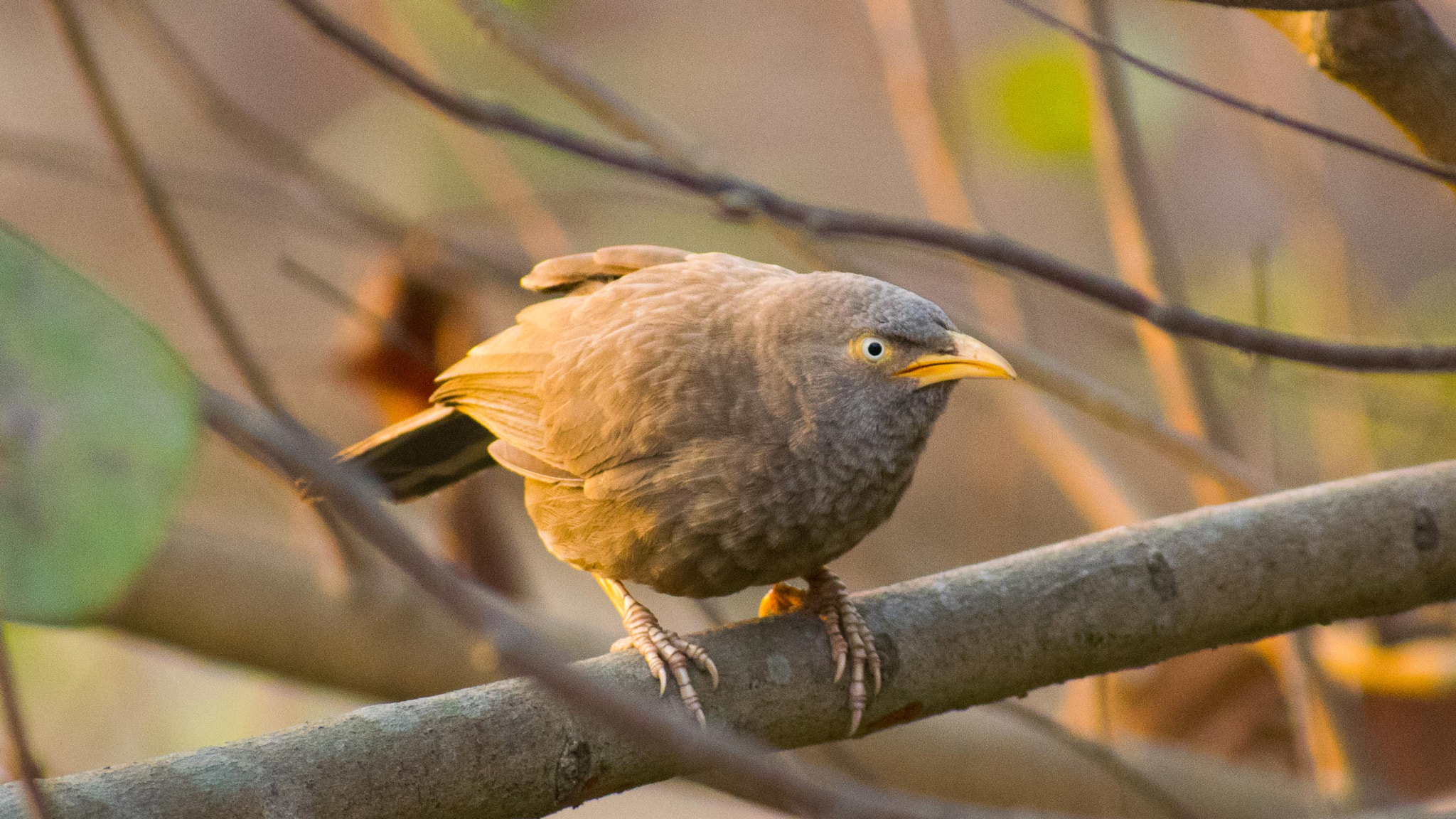 Nikon D3300 + Sigma 70-300mm F4-5.6 DG OS sample photo. Bird photography