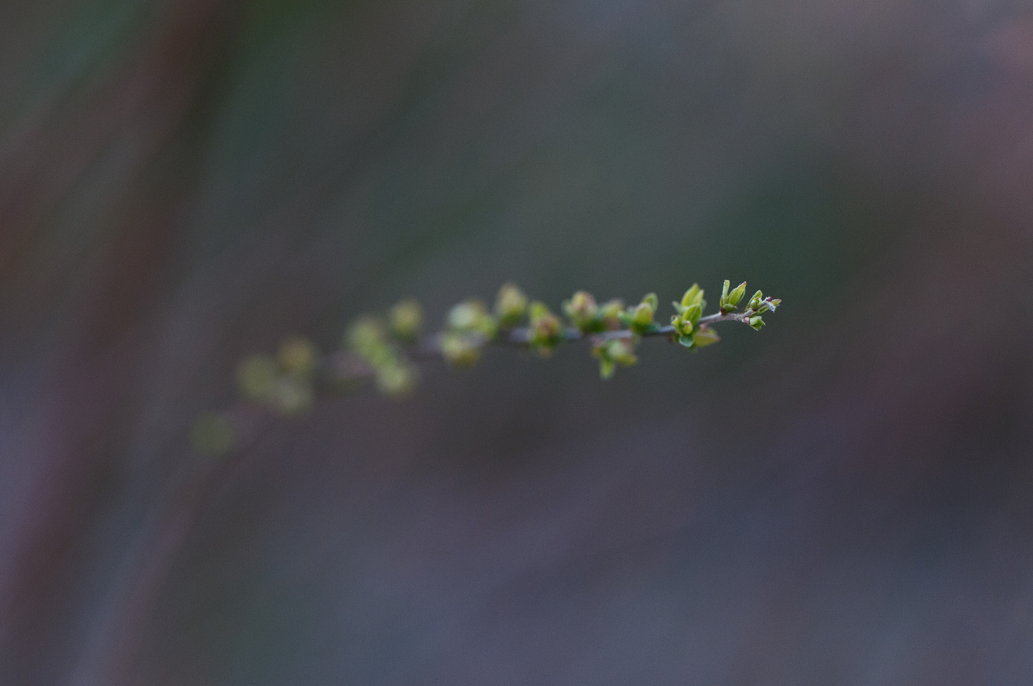 Nikon AF-S Micro-Nikkor 105mm F2.8G IF-ED VR sample photo. Oil-like photography