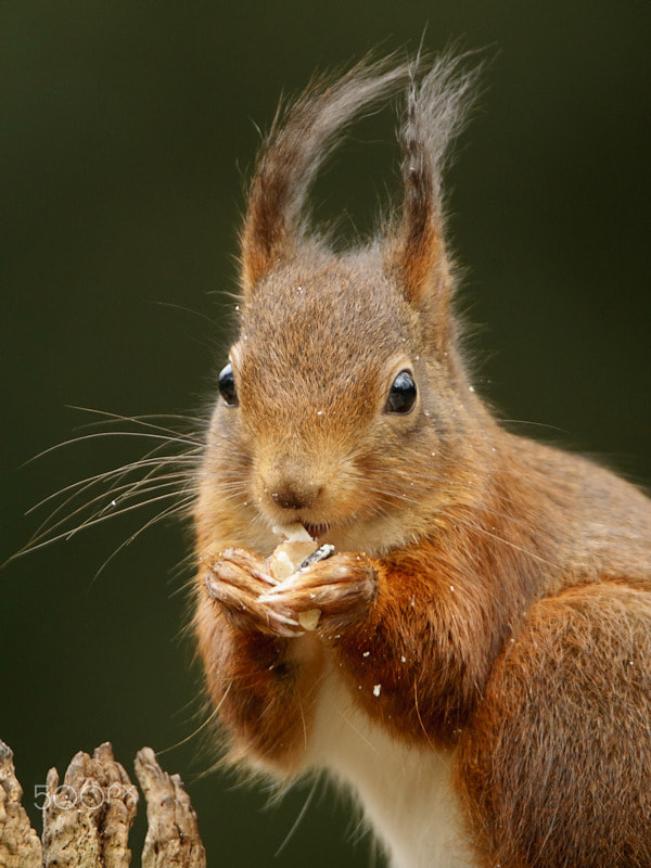 Sony ILCA-77M2 + Tamron SP 150-600mm F5-6.3 Di VC USD sample photo. Red squirrel photography