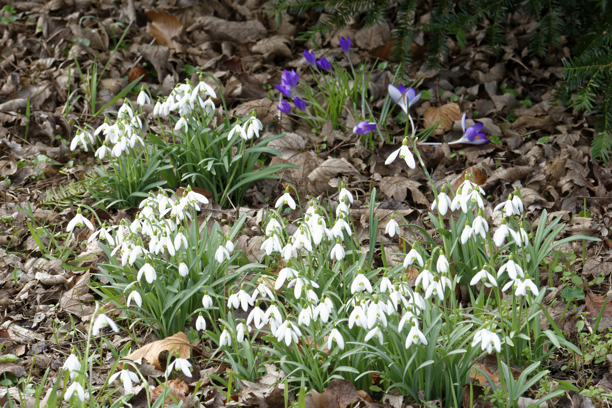 Nikon D810 sample photo. Schneeglökchen in von alten garten,hannover. photography