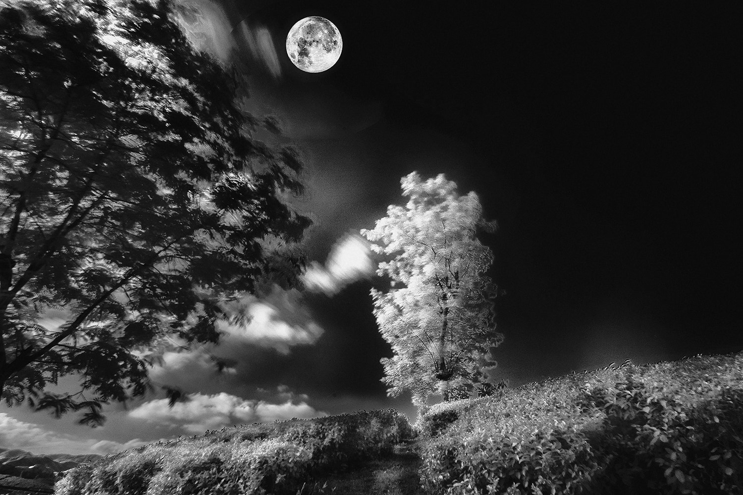 Canon EOS-1D Mark III sample photo. B&w photography