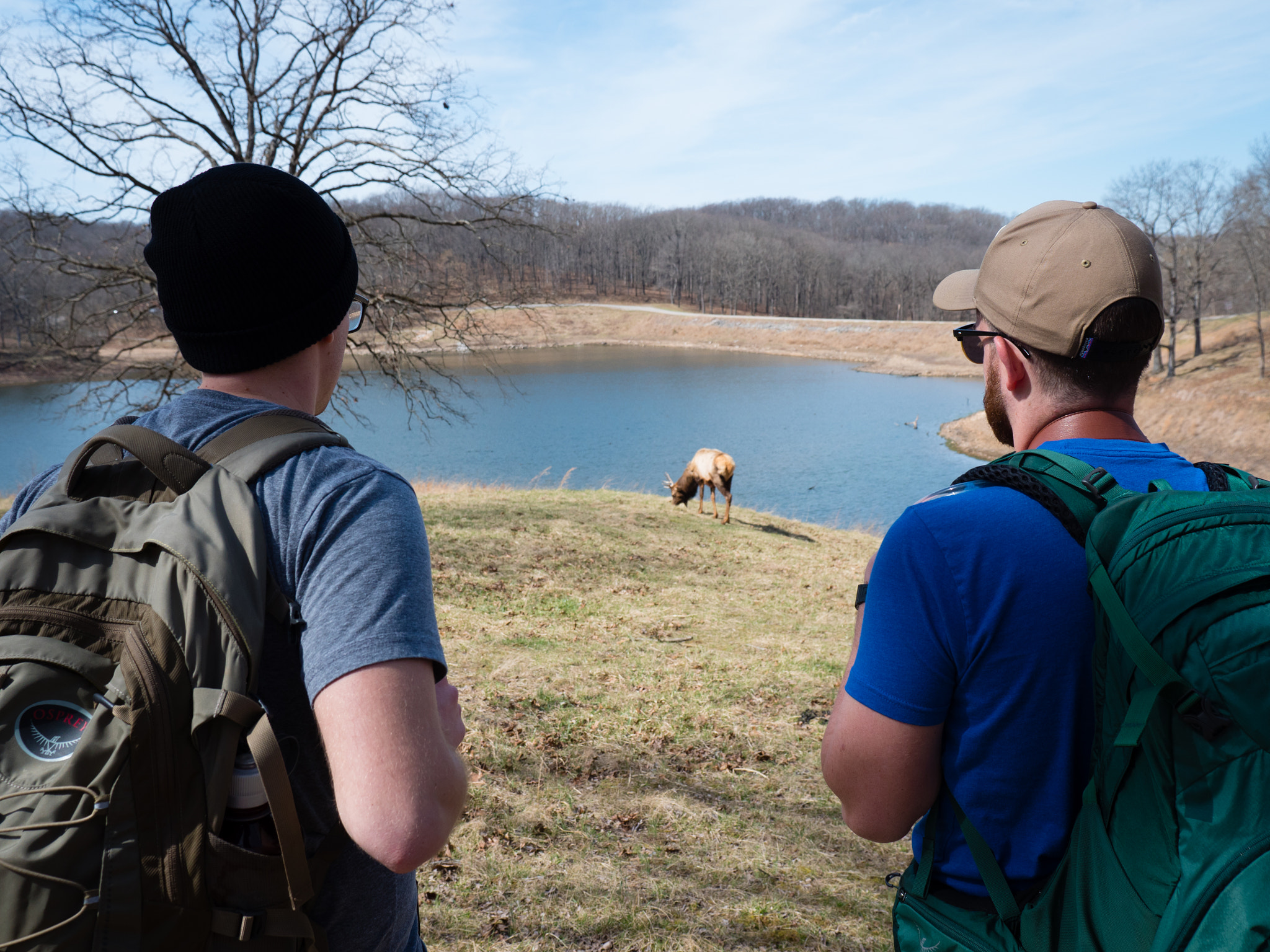 Panasonic Lumix G X Vario 12-35mm F2.8 ASPH Power OIS sample photo. The center of elk photography