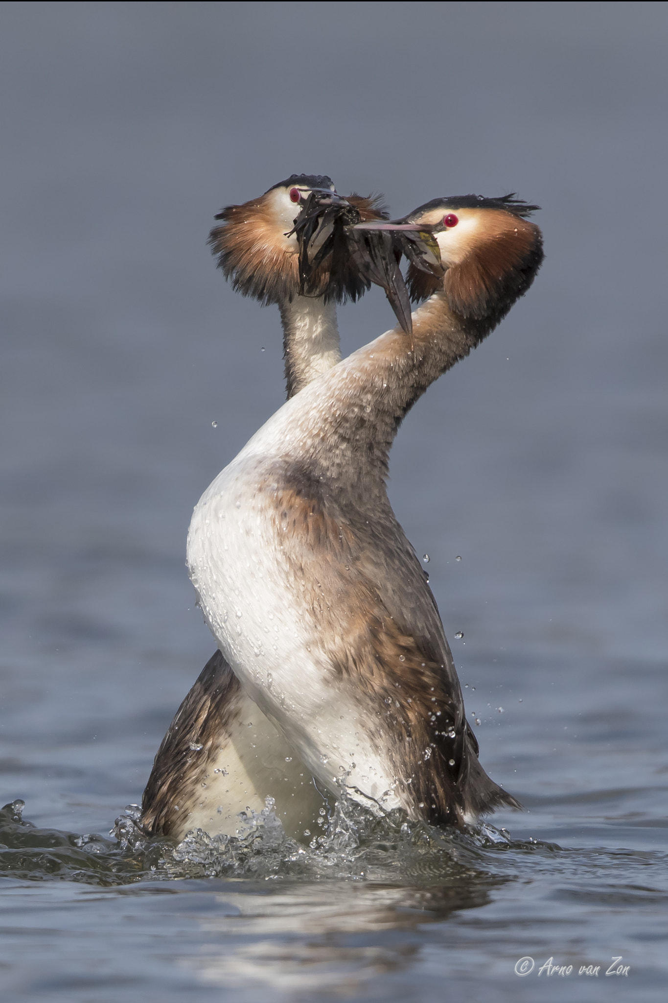 Canon EF 600mm F4L IS II USM sample photo. Love is.... photography