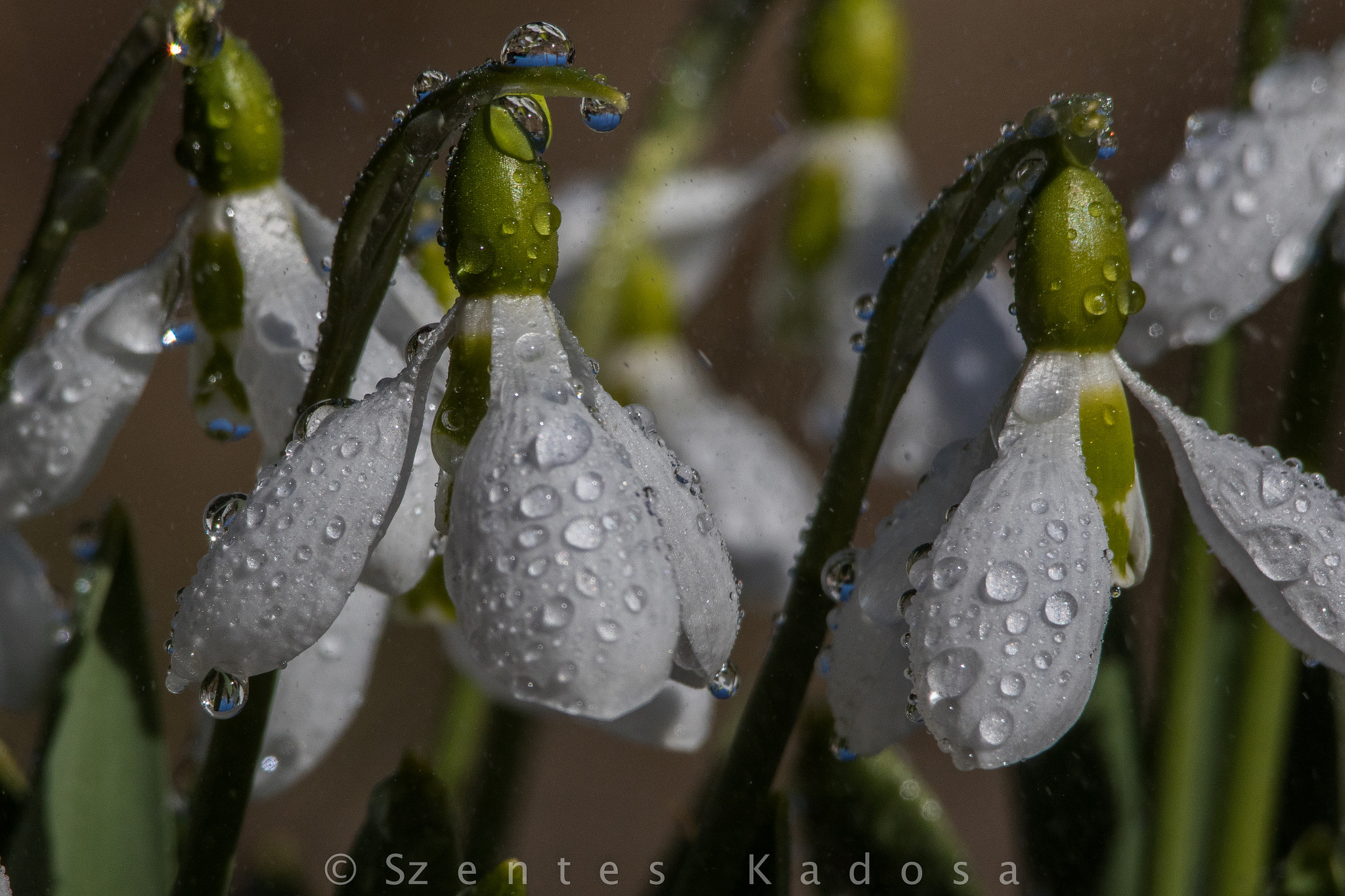 Sigma 150-500mm F5-6.3 DG OS HSM sample photo. Galanthus photography