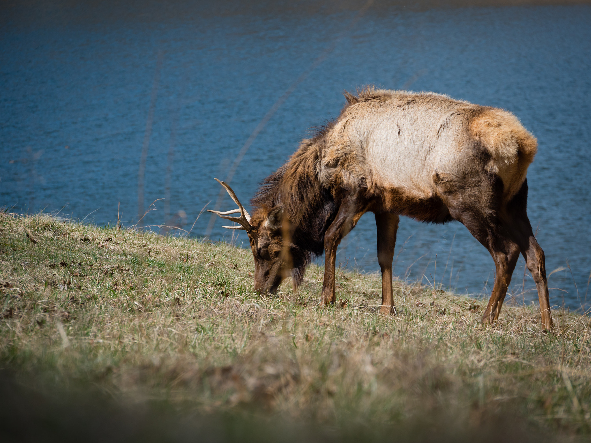 Panasonic Lumix G X Vario 35-100mm F2.8 OIS sample photo. The lone elk photography